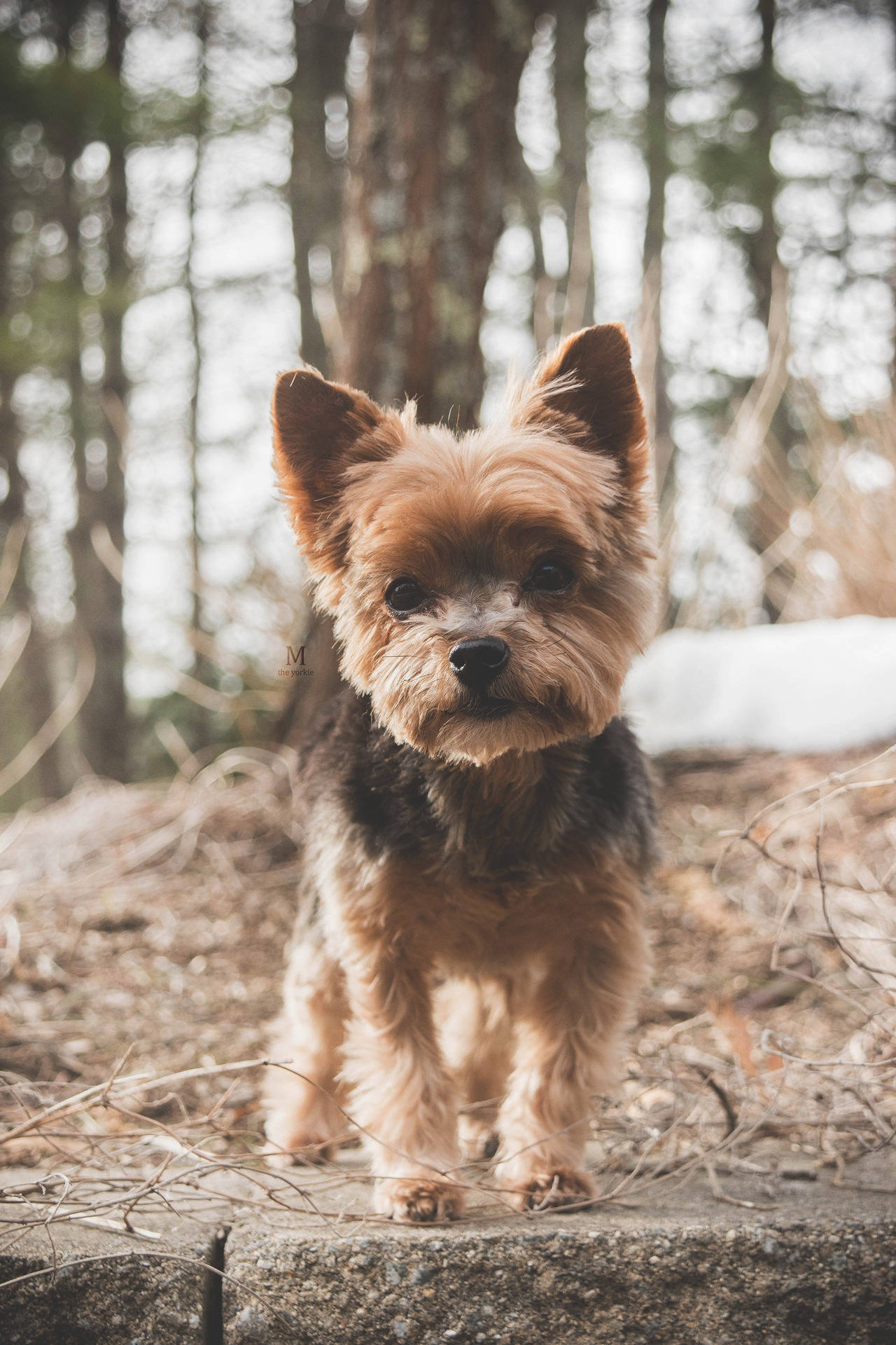 Yorkshire Terrier, forest, stone step, Full HD Phone Wallpaper