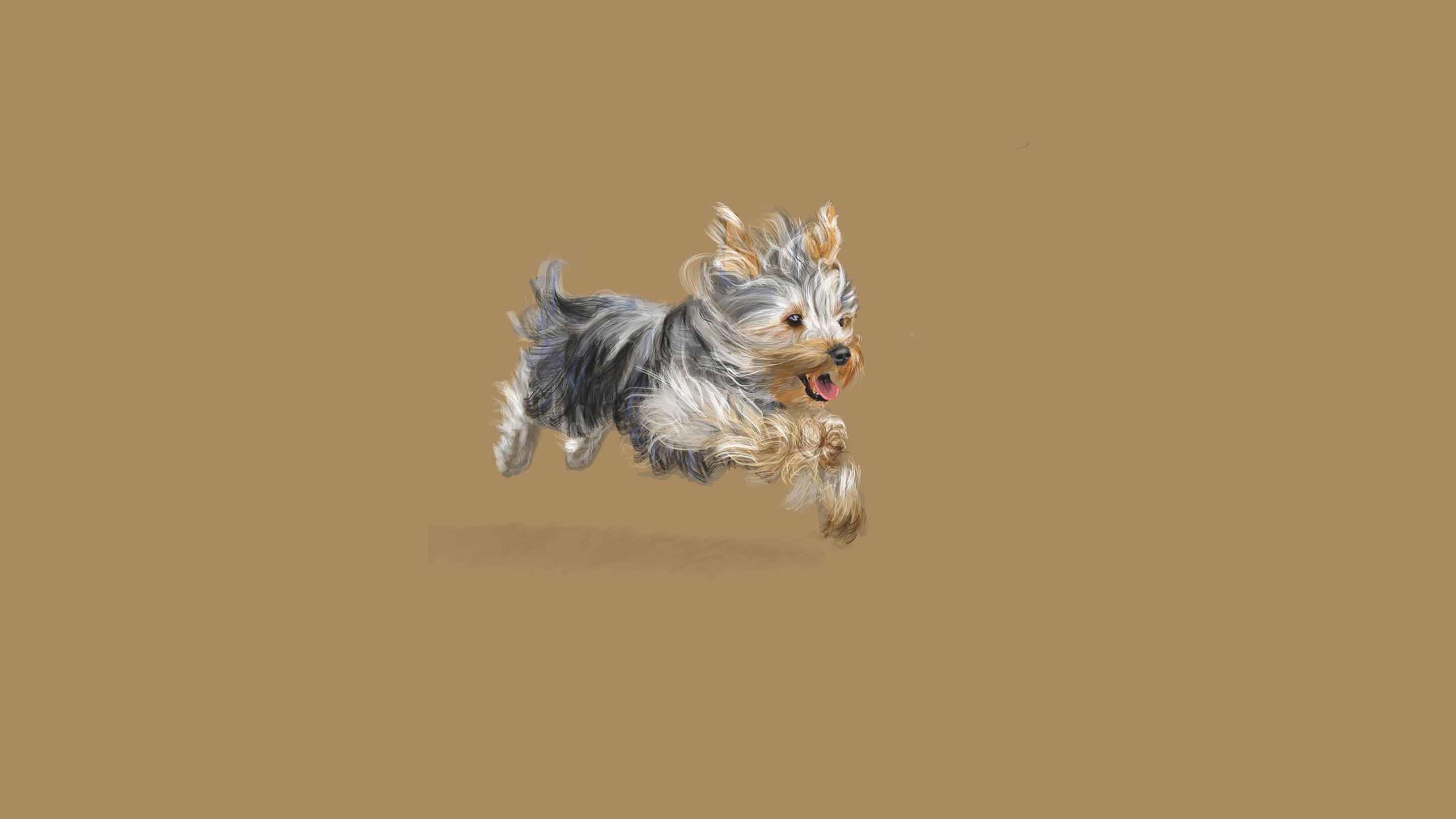 Yorkshire terrier, leaps midair, tongue out, 2K Desktop Wallpaper