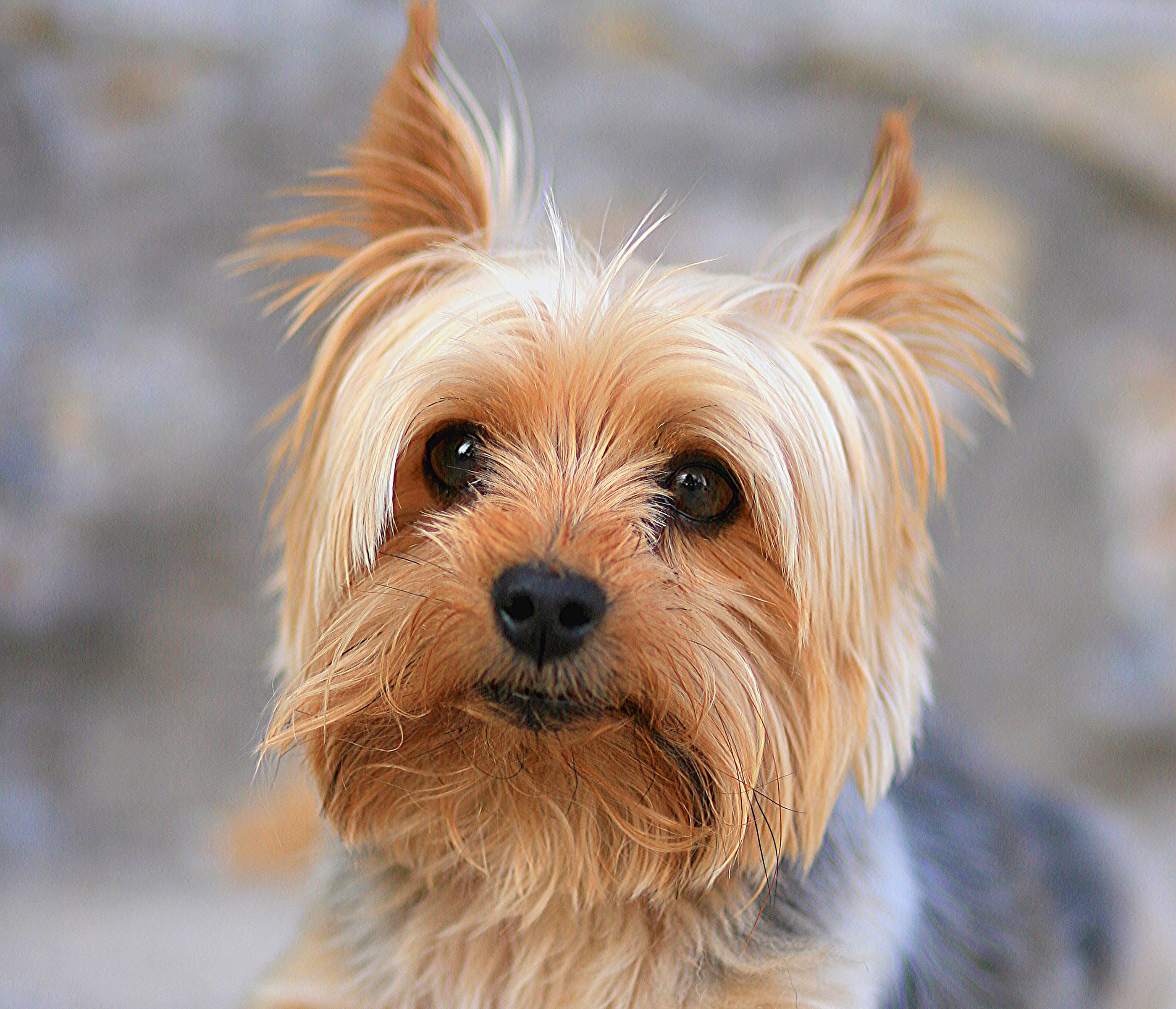 Yorkshire terrier, fluffy golden fur, bright eyes, 2K Desktop Wallpaper