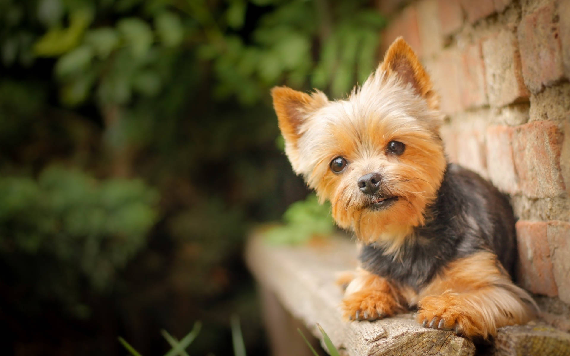 Yorkshire terrier, wood bench, stone ledge, Full HD Desktop Wallpaper