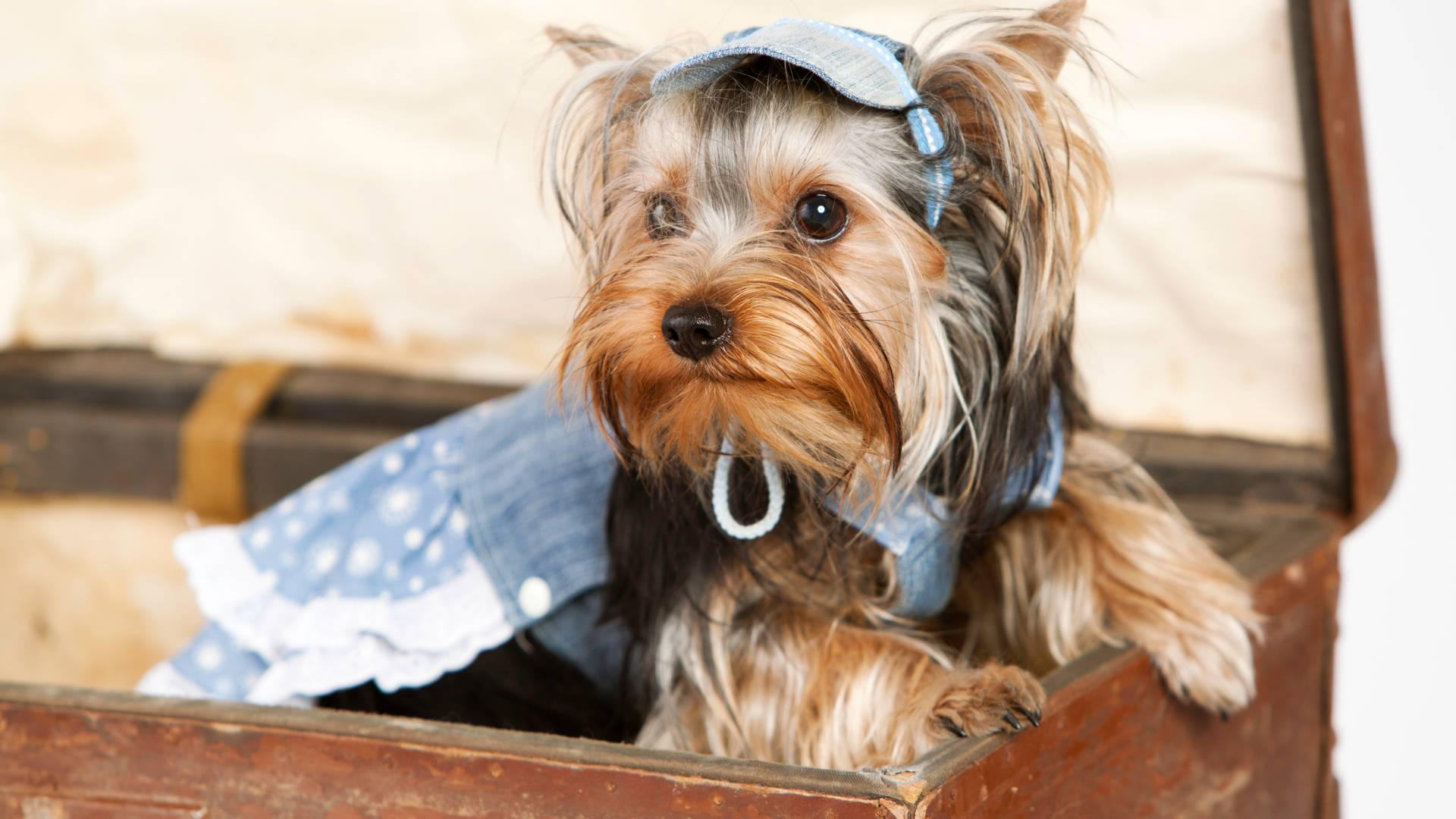 Yorkshire terrier, denim outfit, cap, Full HD Desktop Wallpaper