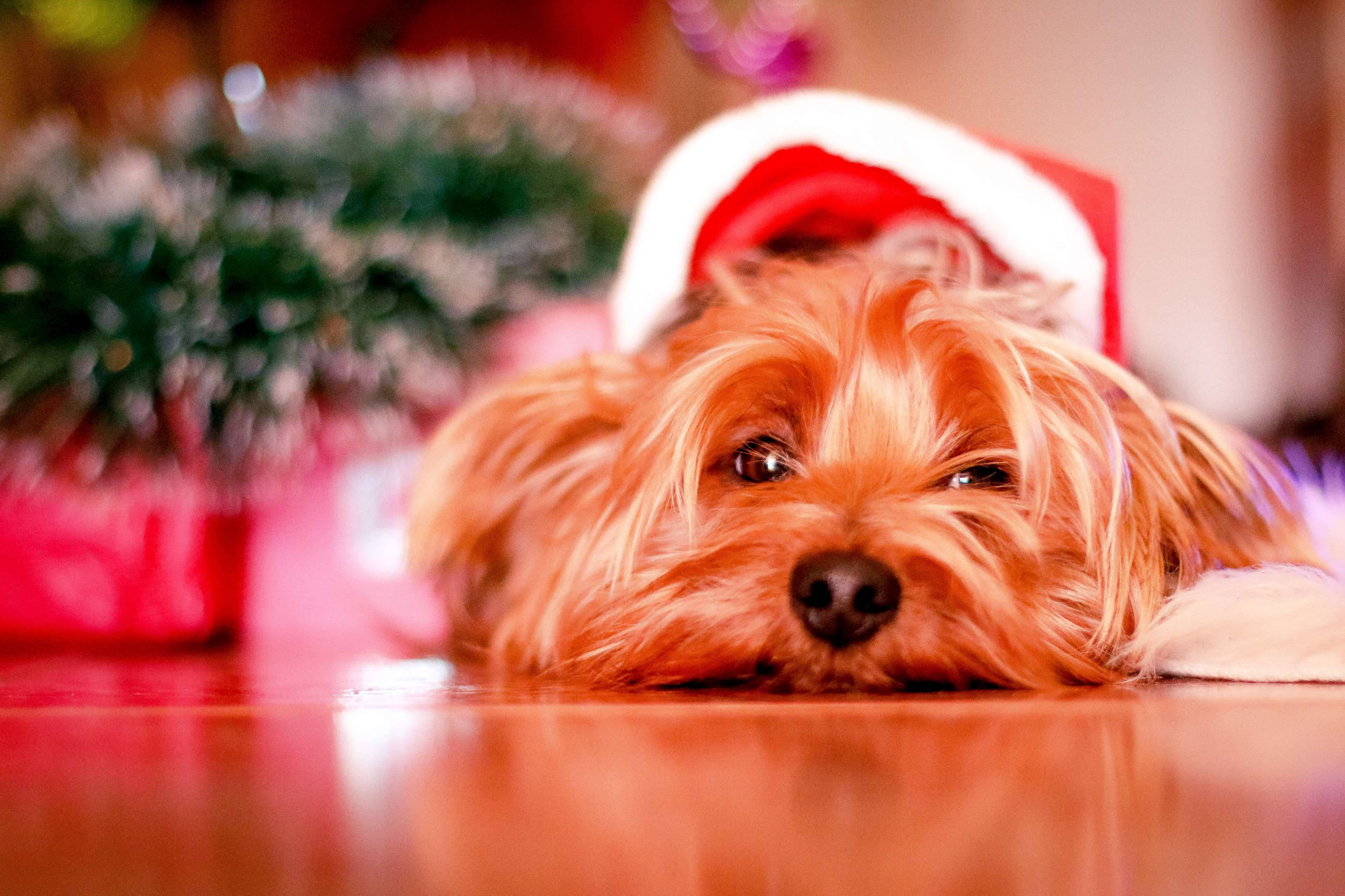 Yorkshire terrier, Santa hat, polished wooden floor, 4K Desktop Wallpaper