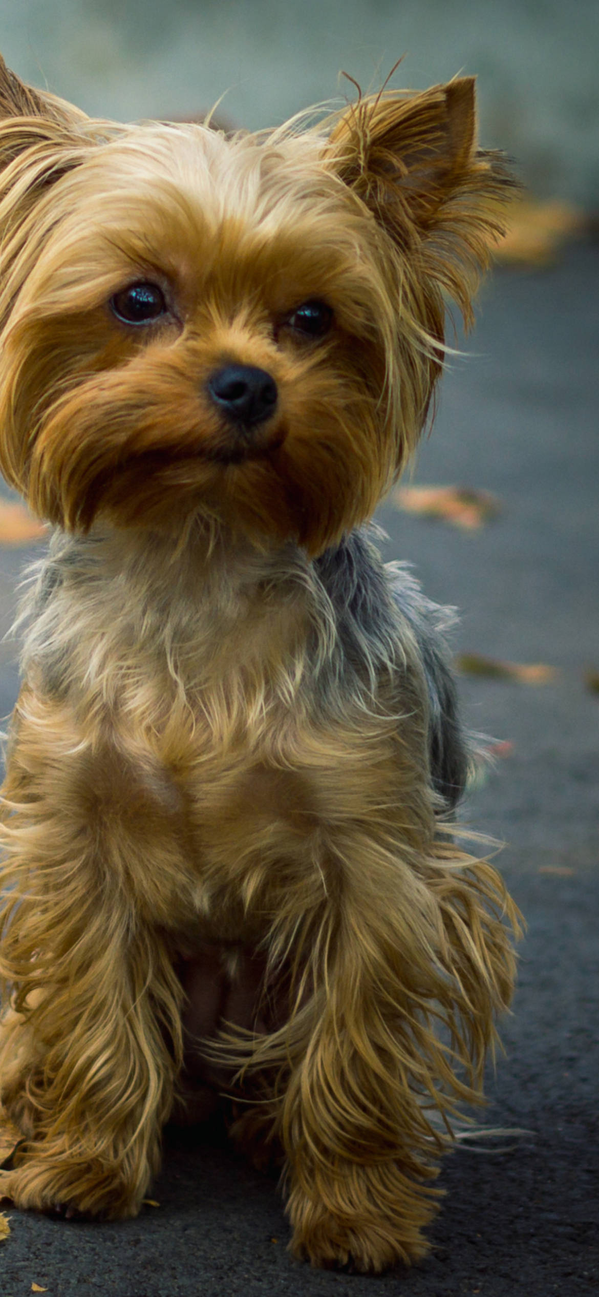 Yorkshire Terrier, golden fur, dark eyes, Full HD Phone Wallpaper