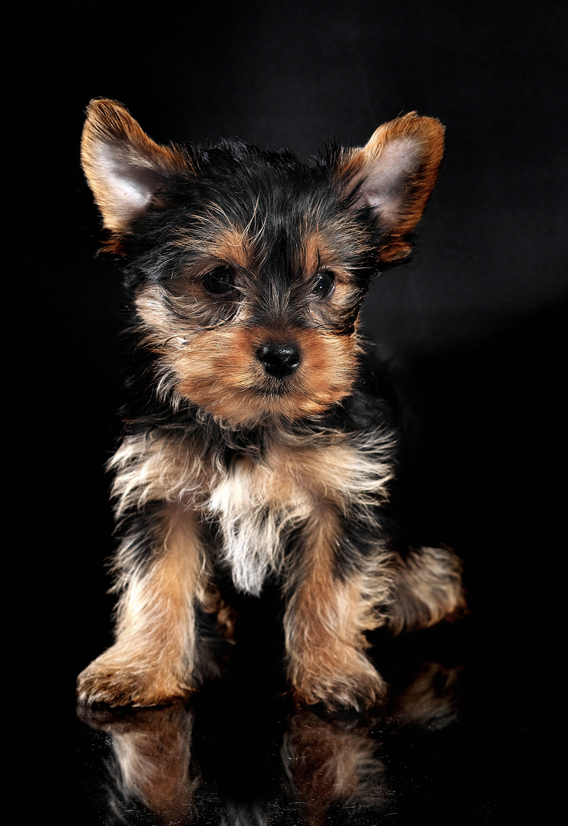 Yorkshire terrier, black, tan, 2K Phone Wallpaper