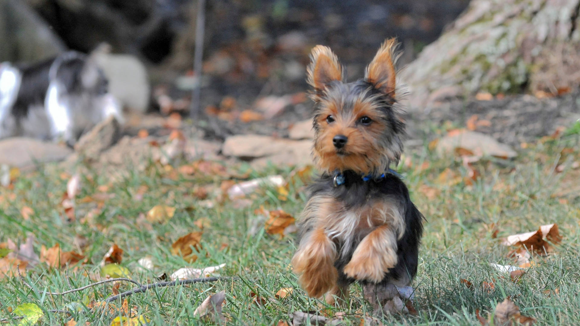 Yorkshire terrier, autumn, fluffy tan and black fur, Full HD Desktop Wallpaper