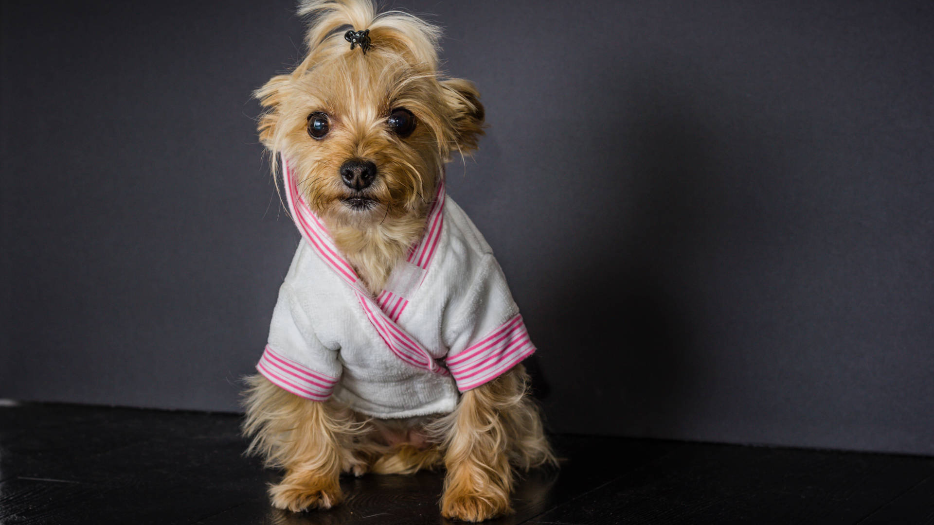 Yorkshire terrier, pink kimono, white robe with pink stripes, Full HD Desktop Wallpaper