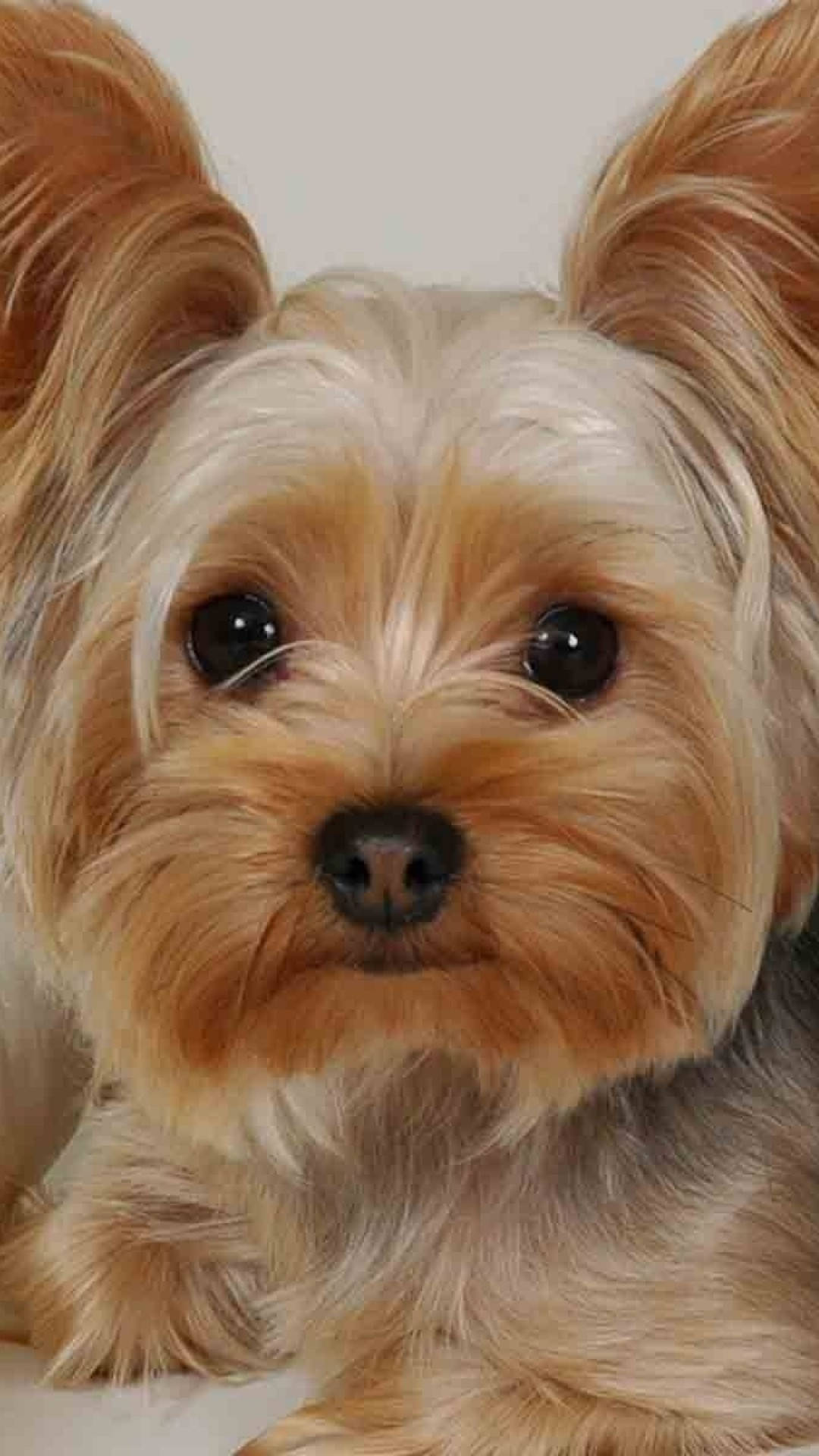Yorkshire Terrier, fluffy, big dark eyes, Full HD Phone Wallpaper