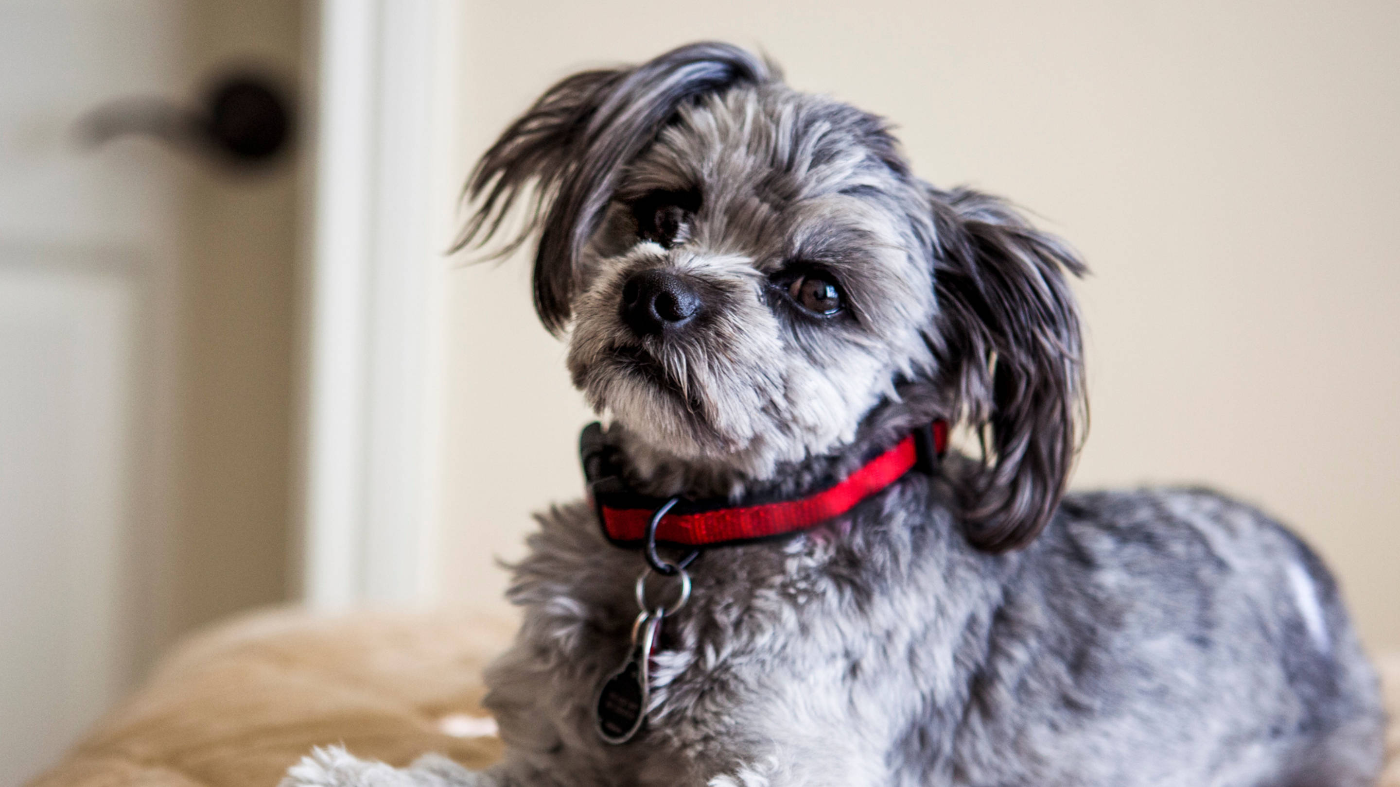 Yorkshire terrier, fluffy gray dog, red collar, 2K Desktop Wallpaper