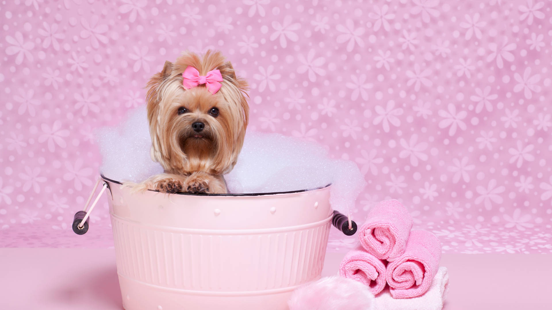 Yorkshire terrier, pink tub, pink bow, Full HD Desktop Wallpaper