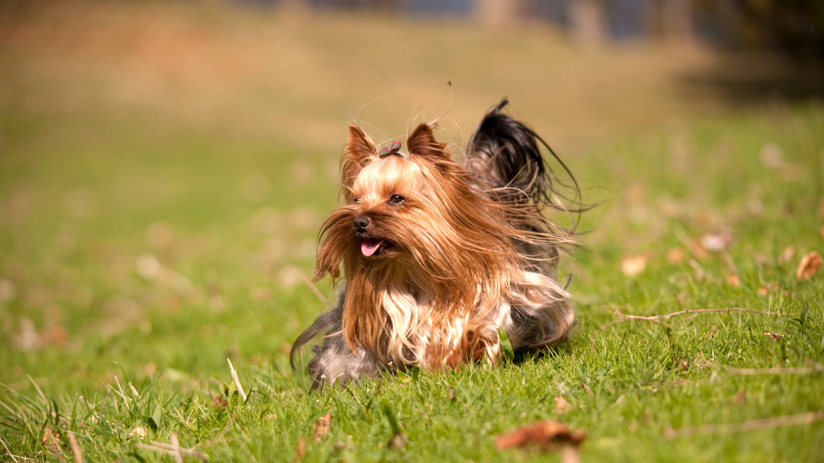 Yorkshire terrier, golden fur, vibrant green grass, 2K Desktop Wallpaper