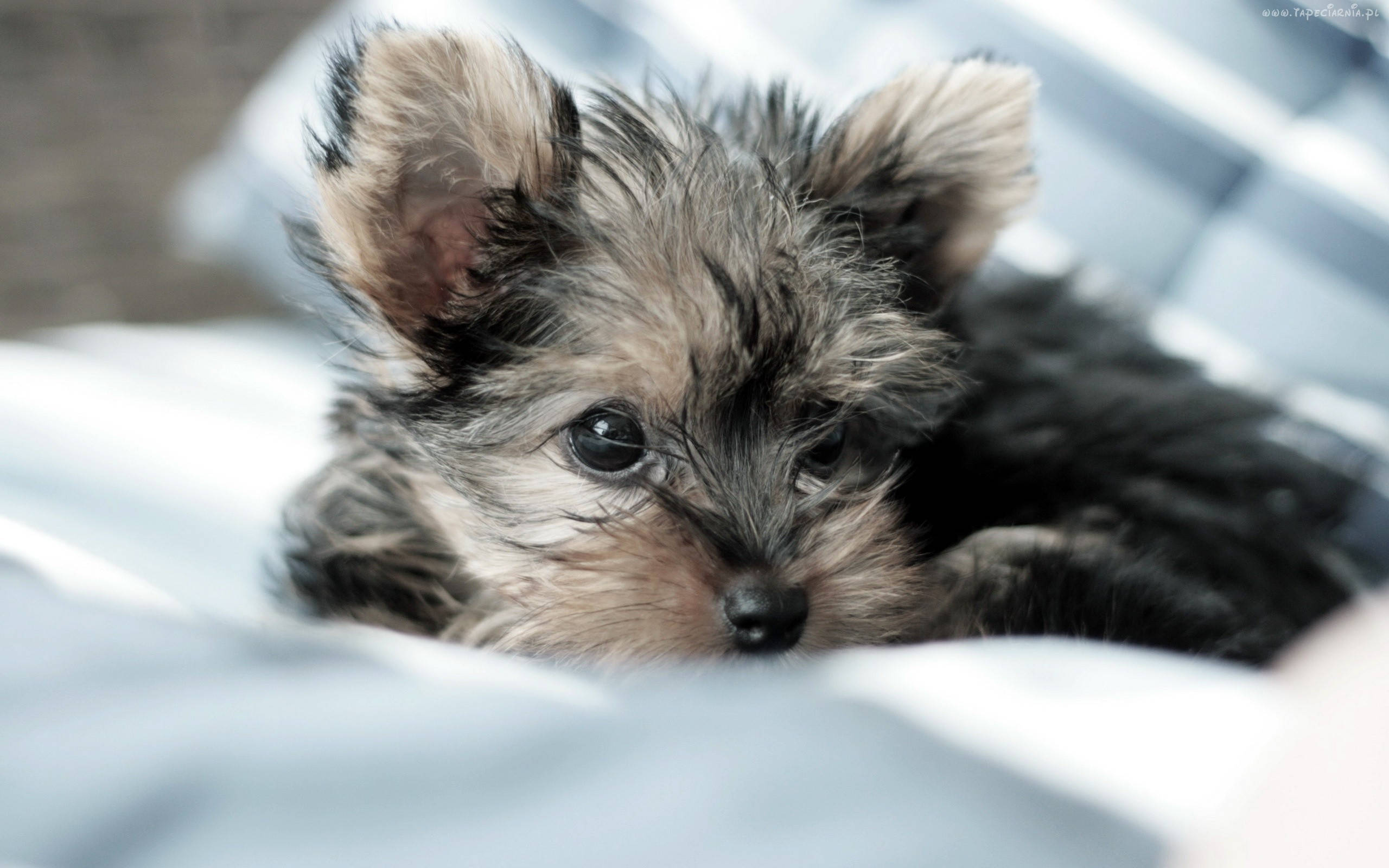 Yorkshire terrier, tiny fluffy Yorkshire terrier puppy, big dark eyes, 2K Desktop Wallpaper