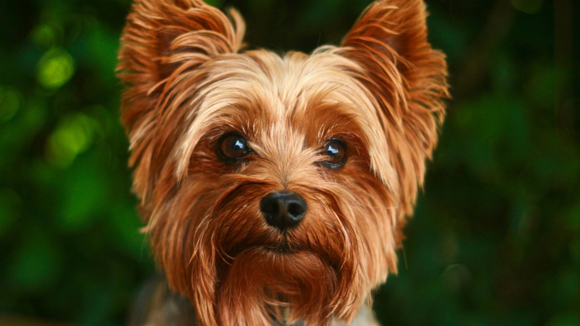 Yorkshire Terrier, golden-brown fur, bright eyes, Full HD Desktop Wallpaper