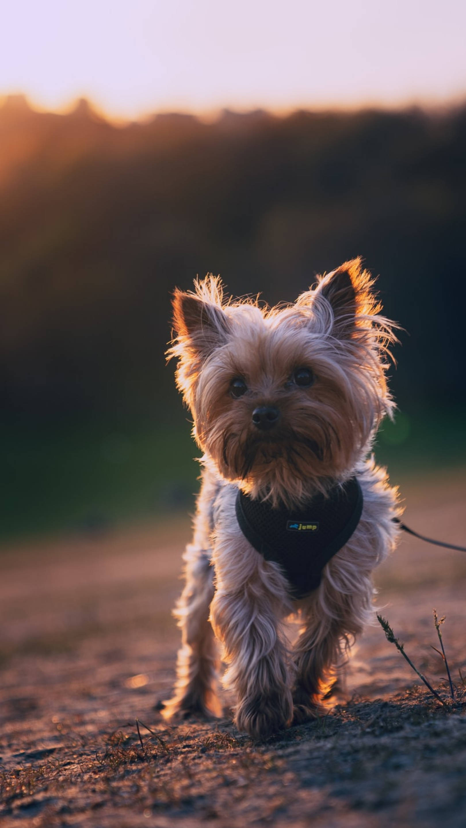 Yorkshire terrier, sunset, golden light, 2K Phone Wallpaper