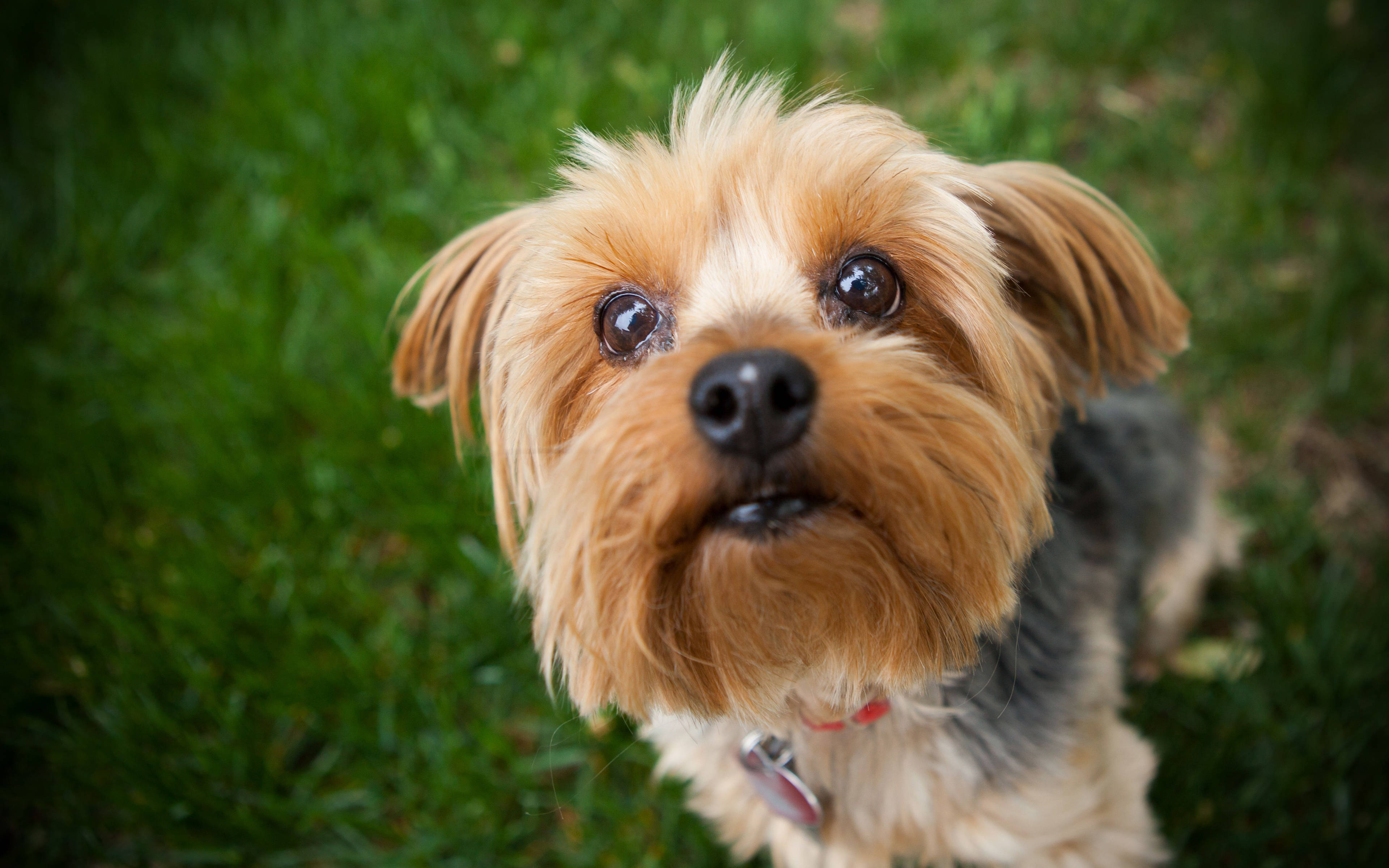 Yorkshire Terrier, fluffy, big dark eyes, 4K Desktop Wallpaper