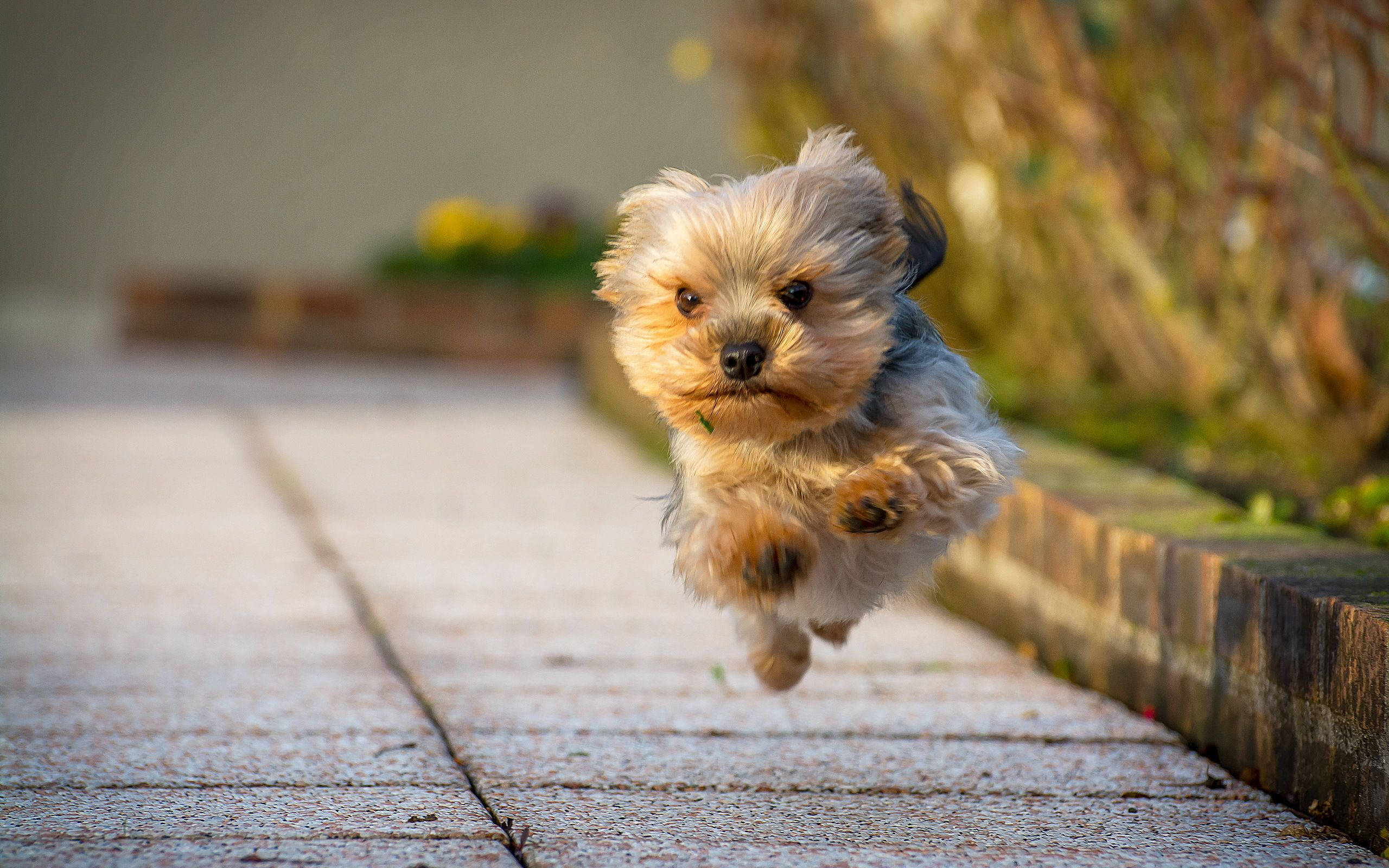 Yorkshire terrier puppy, sunlit stone path, blurred autumn foliage, 2K Desktop Wallpaper