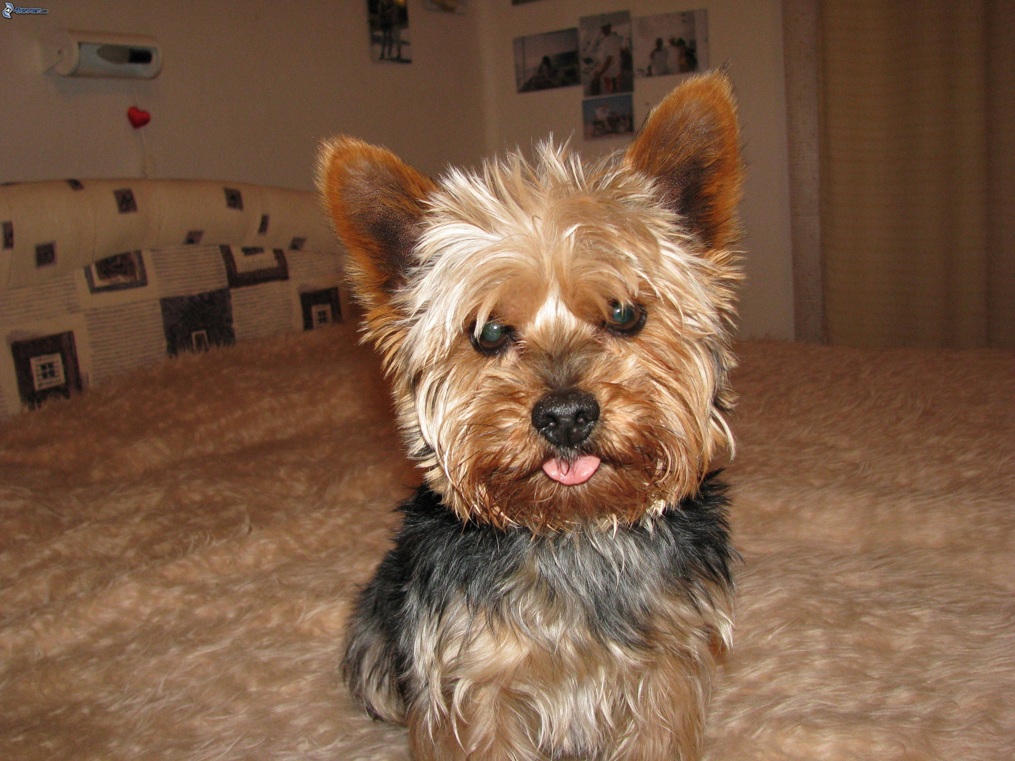 Yorkshire Terrier, brown bed, bright eyes, 2K Desktop Wallpaper