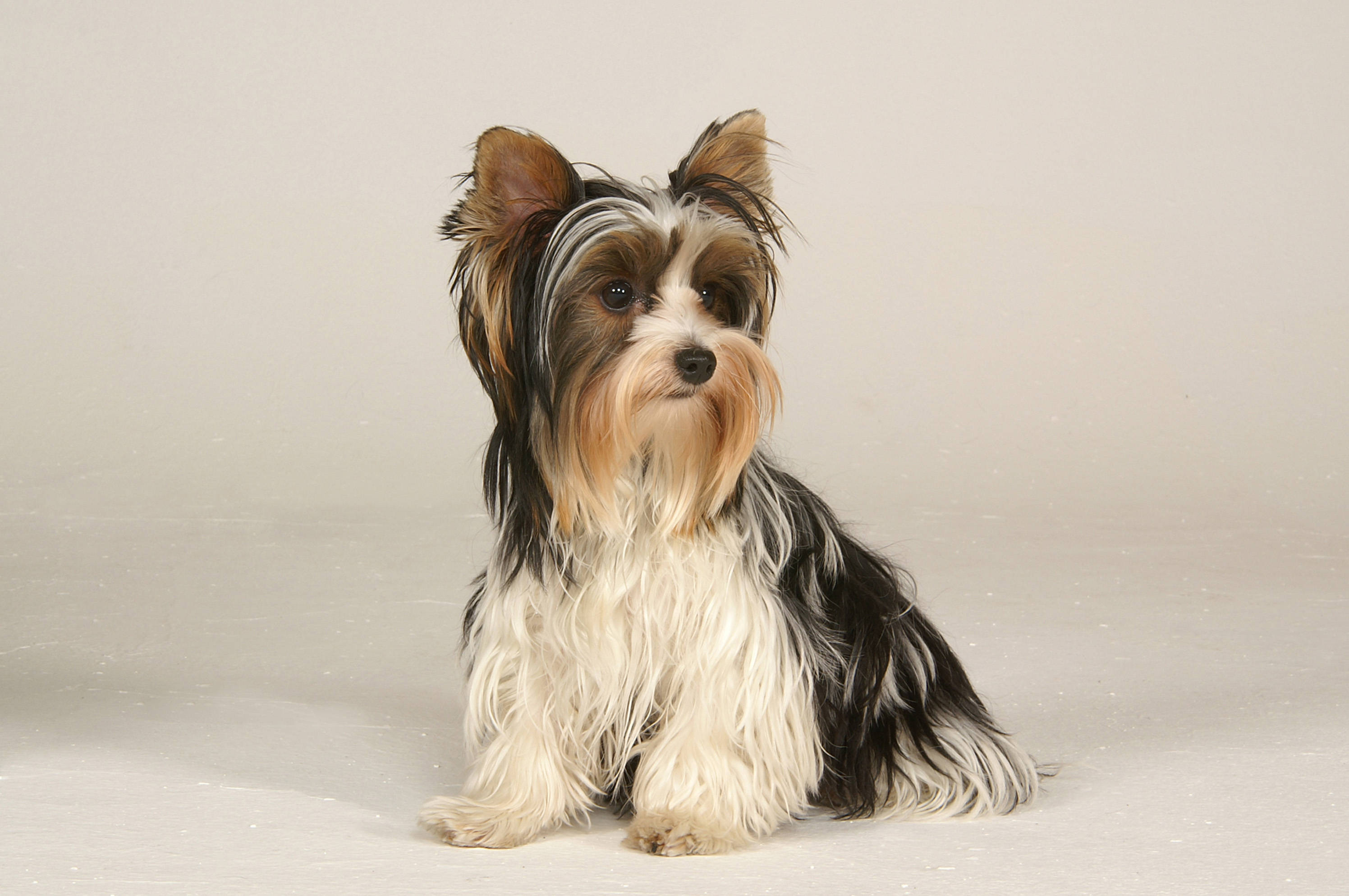 Yorkshire Terrier, black and tan fur, light gray studio background, 2K Desktop Wallpaper