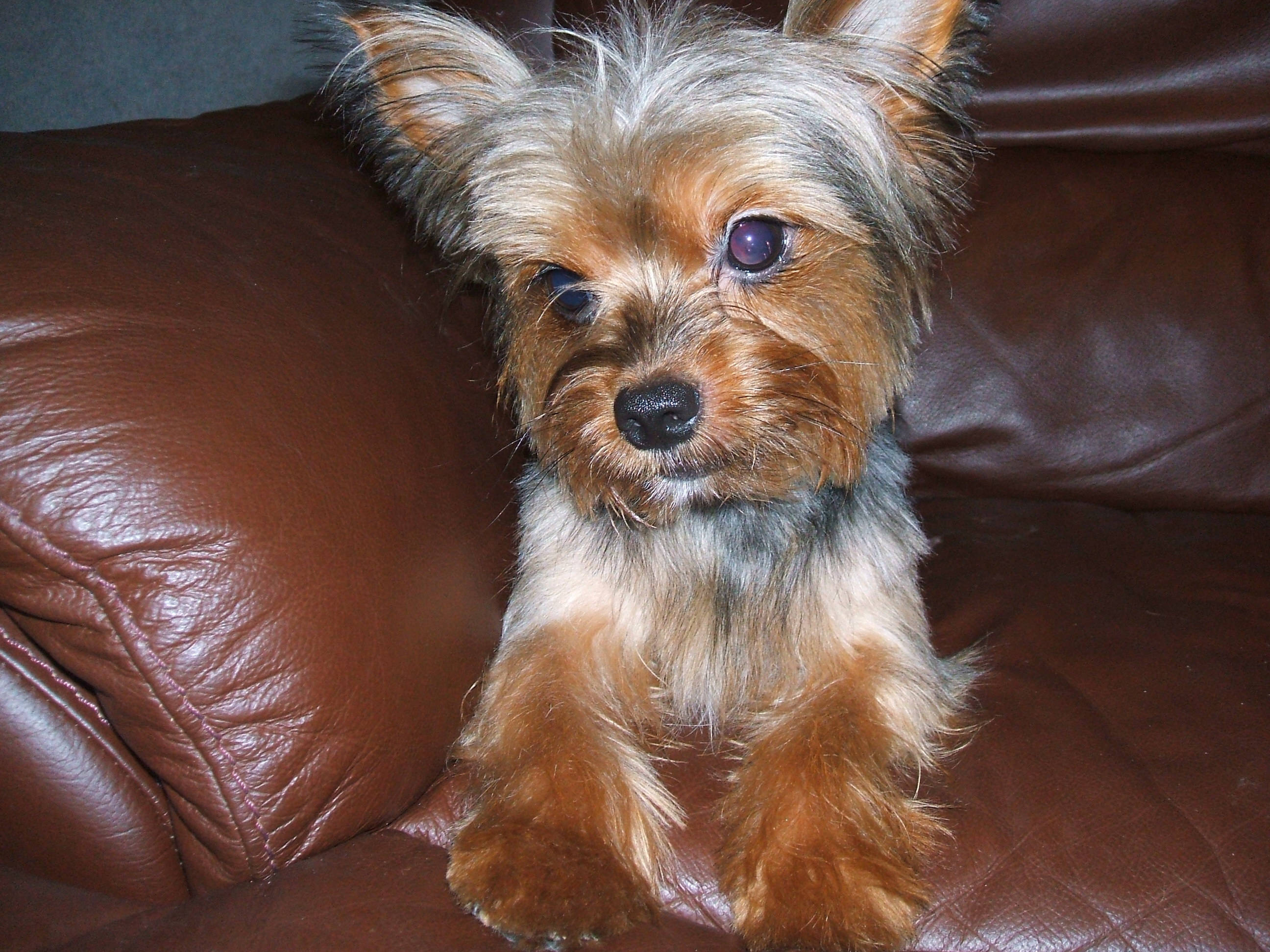 Yorkshire Terrier, sofa, purple eyes, 2K Desktop Wallpaper