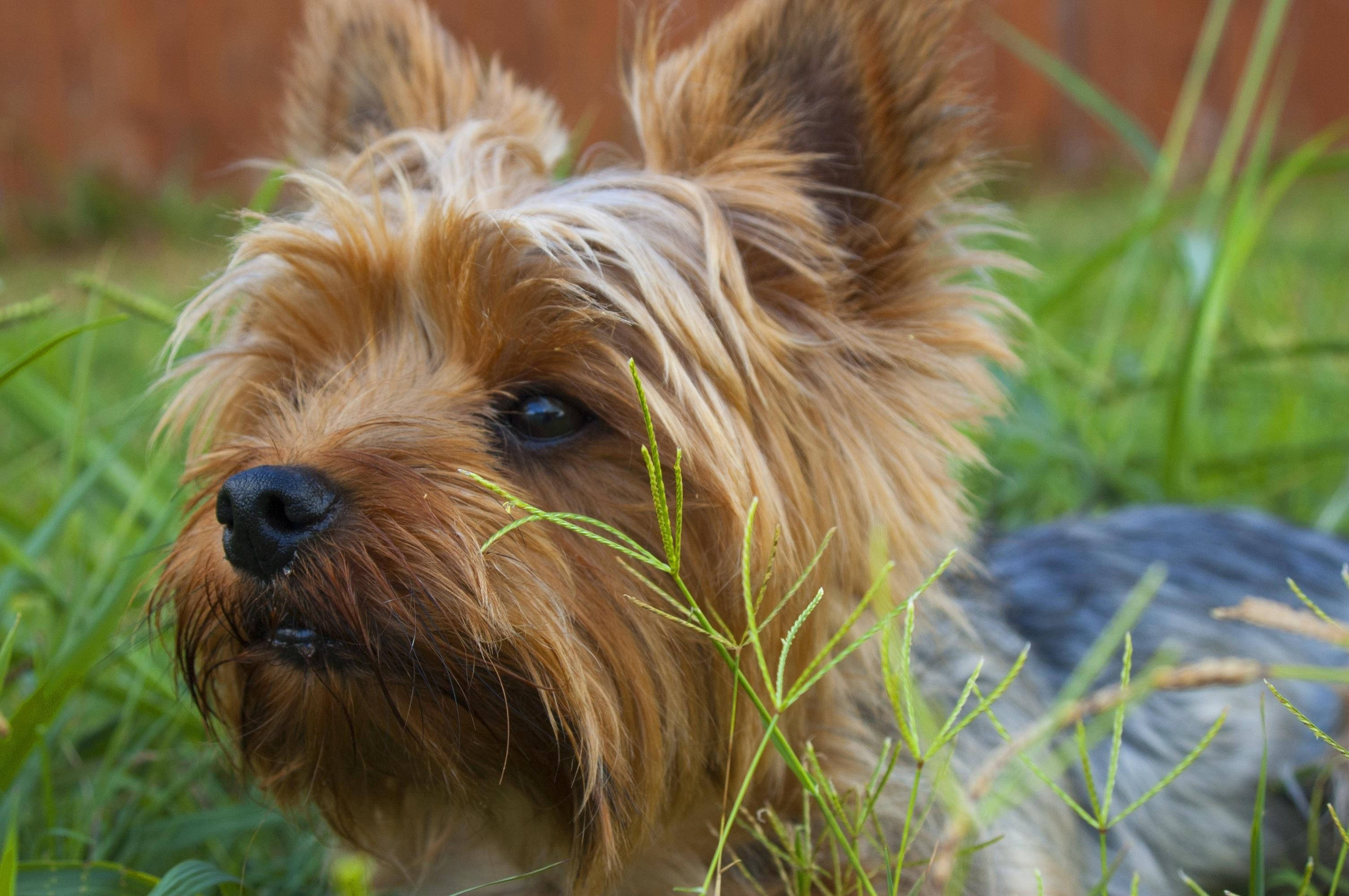 Yorkshire Terrier, fluffy tan, perky ears, 2K Desktop Wallpaper