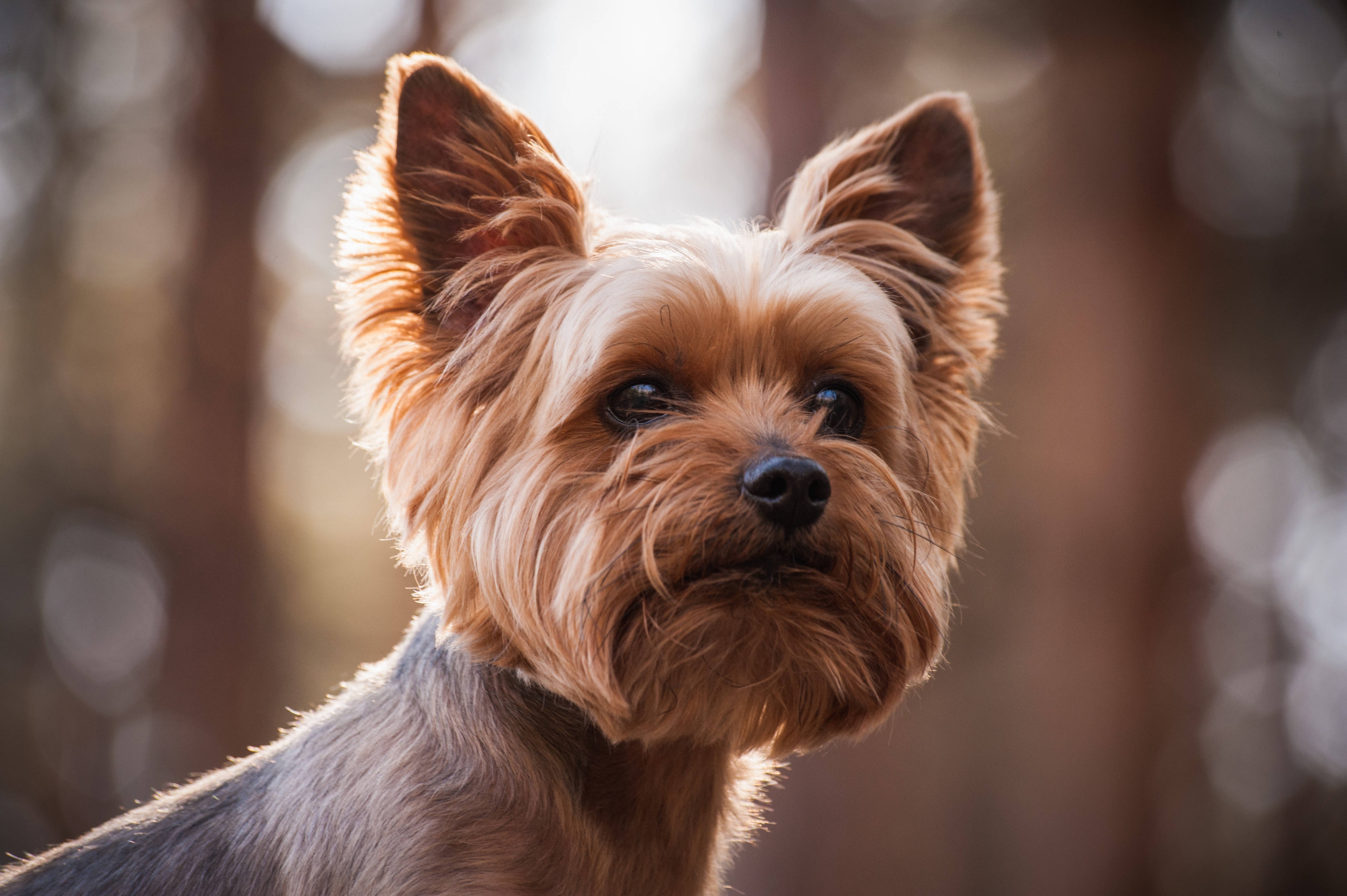 Yorkshire terrier, golden fur, alert ears, 4K Desktop Wallpaper