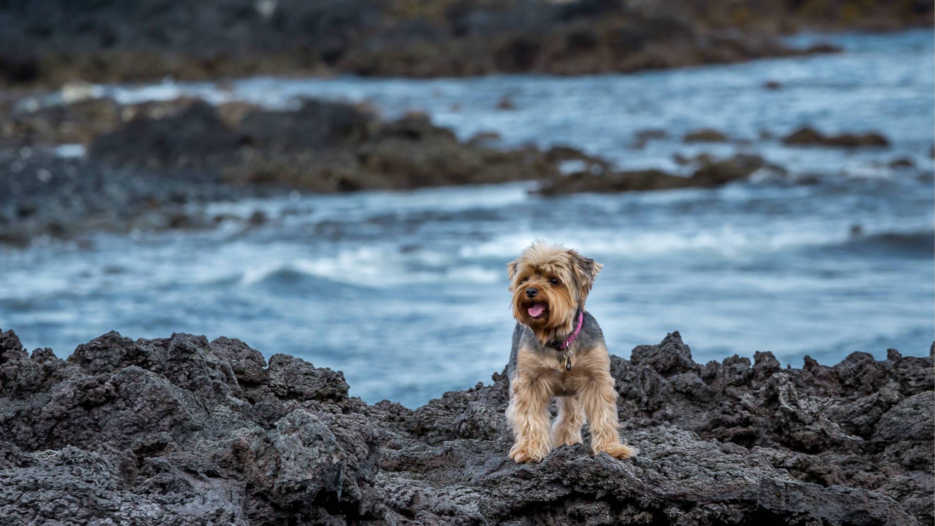 Yorkshire Terrier, beach, dark volcanic rocks, Full HD Desktop Wallpaper