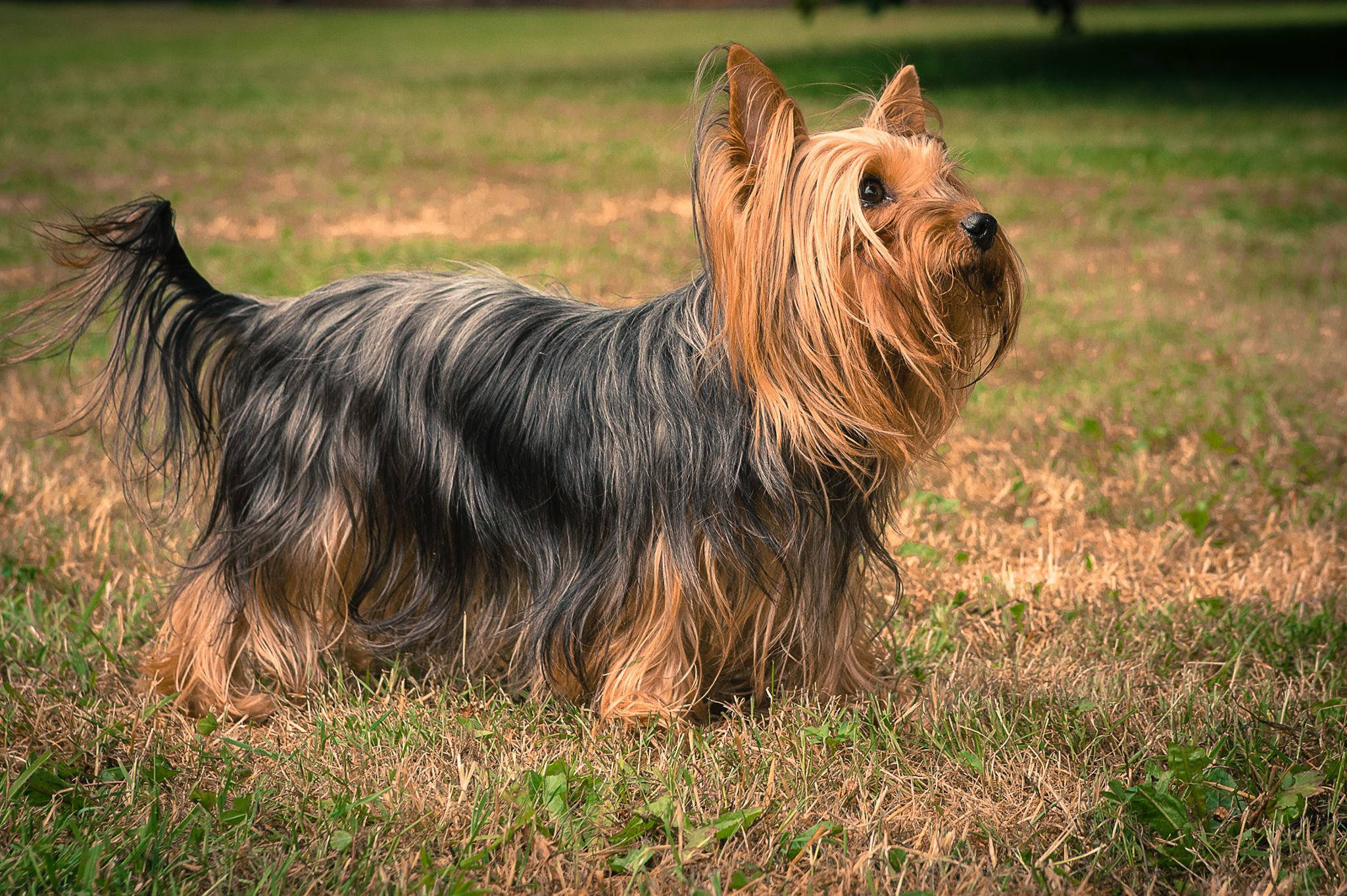long haired yorkshire terrier, golden and grey fur, dry grass, Full HD Desktop Wallpaper