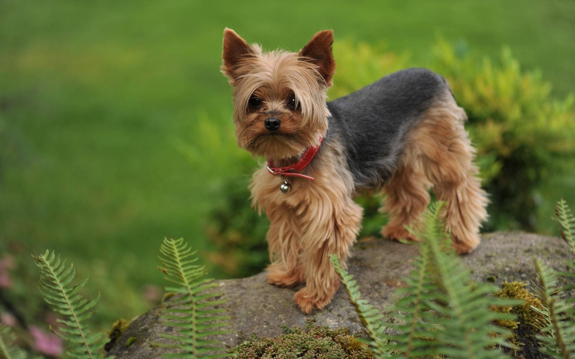 Yorkshire terrier, tan and black fur, mossy rock, Full HD Desktop Wallpaper