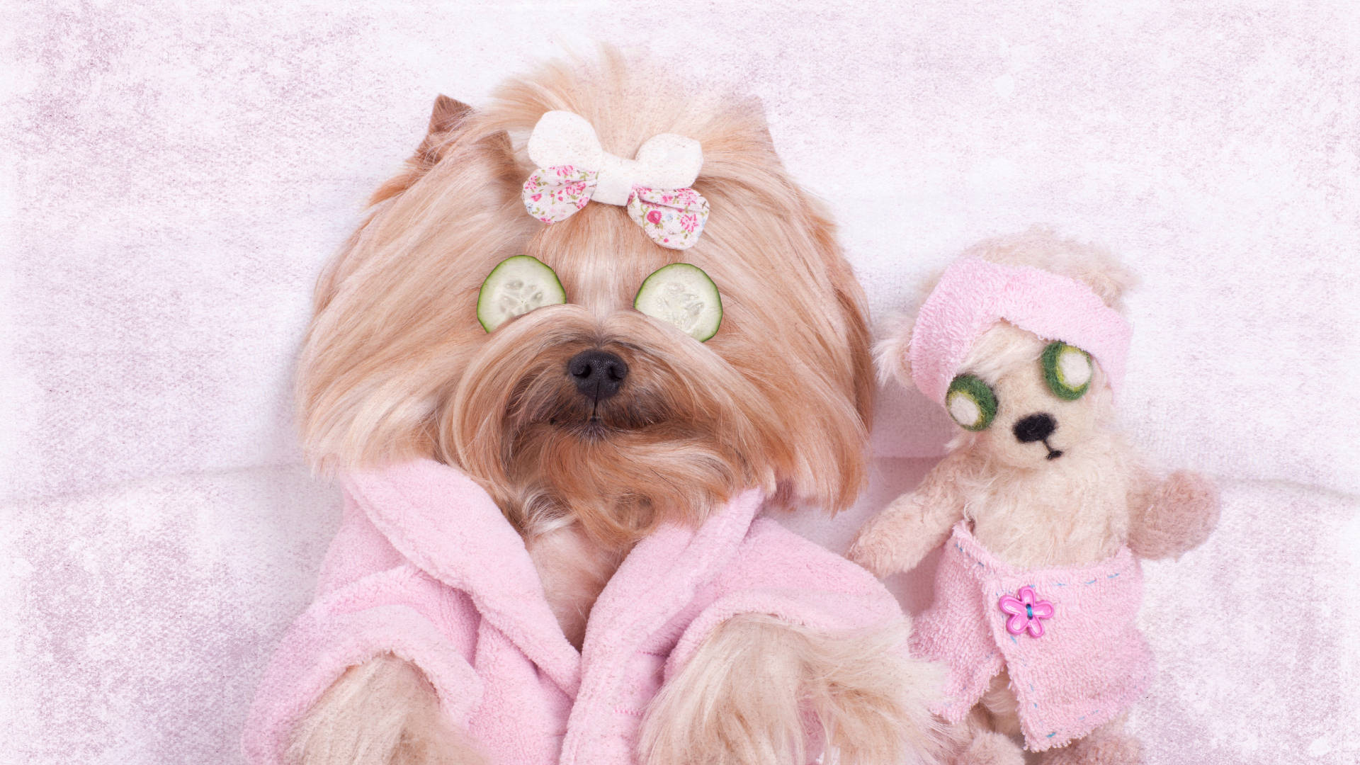 Yorkshire terrier, pink robe, cucumber slices, Full HD Desktop Wallpaper