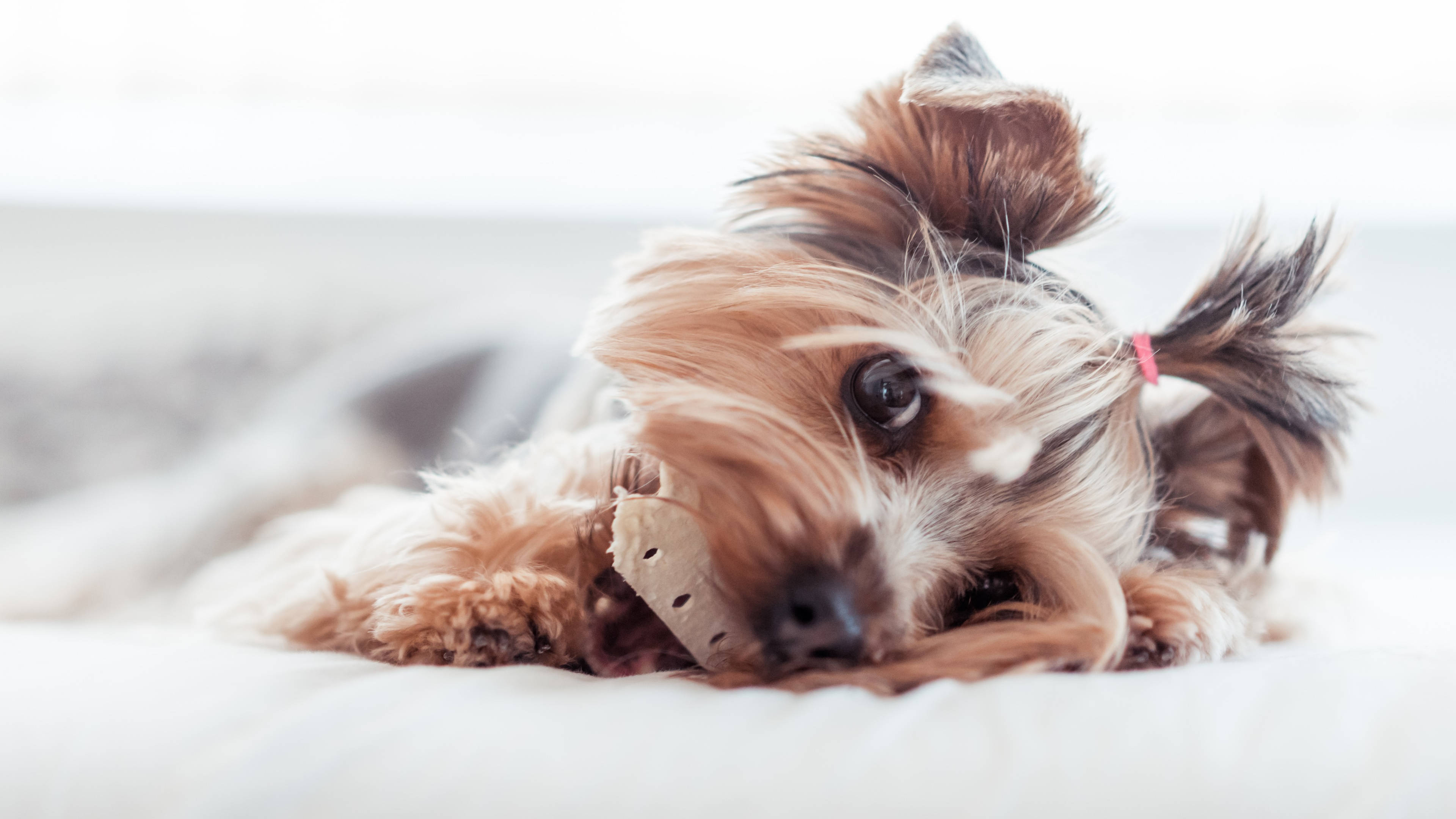 Yorkshire Terrier, fluffy, bandaged mouth, 4K Desktop Wallpaper
