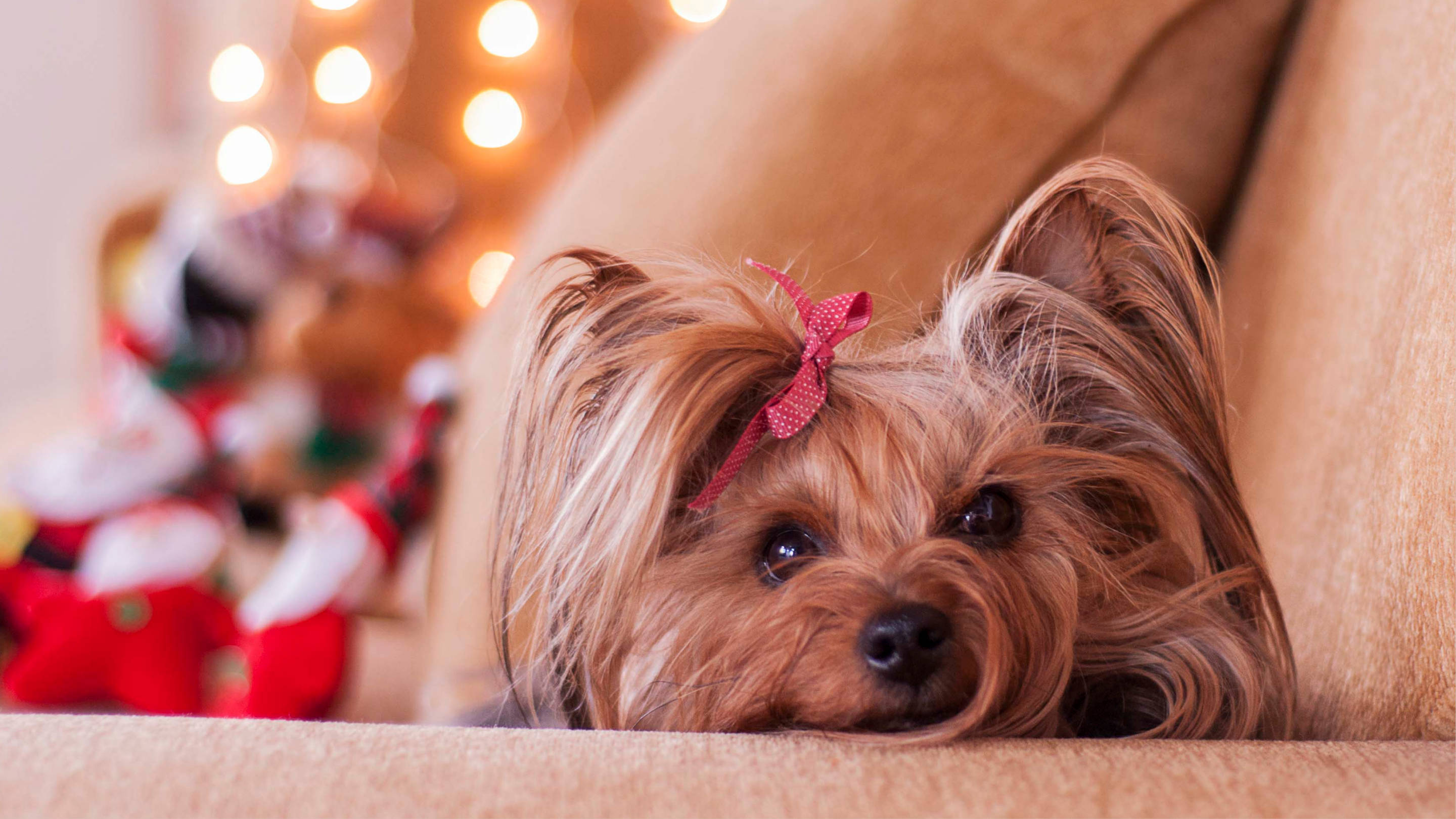Yorkshire terrier, red bow, beige couch, 2K Desktop Wallpaper