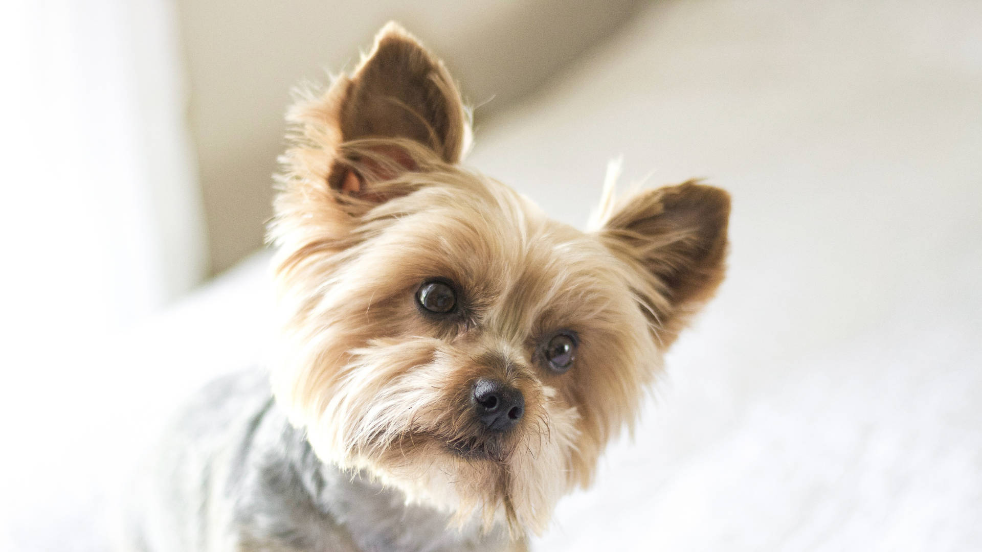 Yorkshire Terrier, minimalistic photography, fluffy, Full HD Desktop Wallpaper