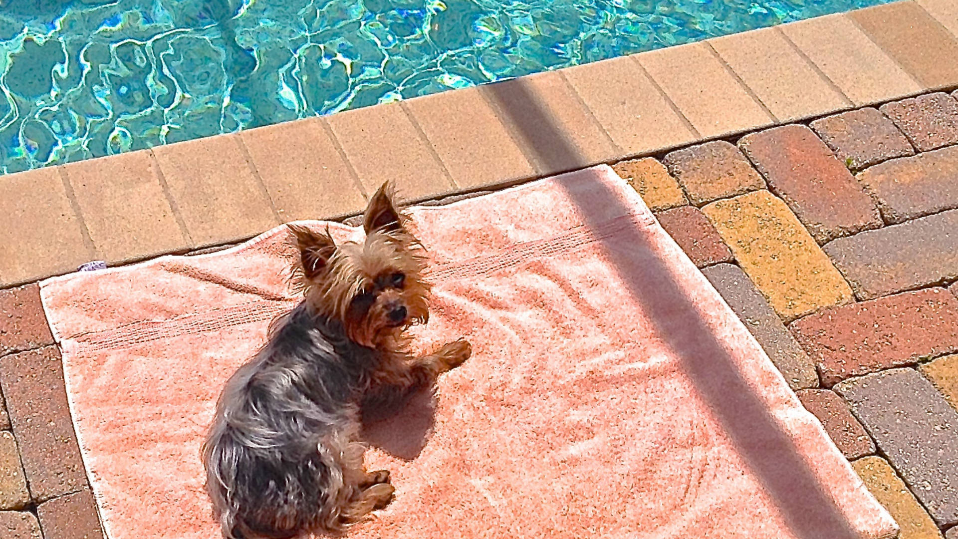 Yorkshire terrier, pink towel, sparkling blue swimming pool, Full HD Desktop Wallpaper
