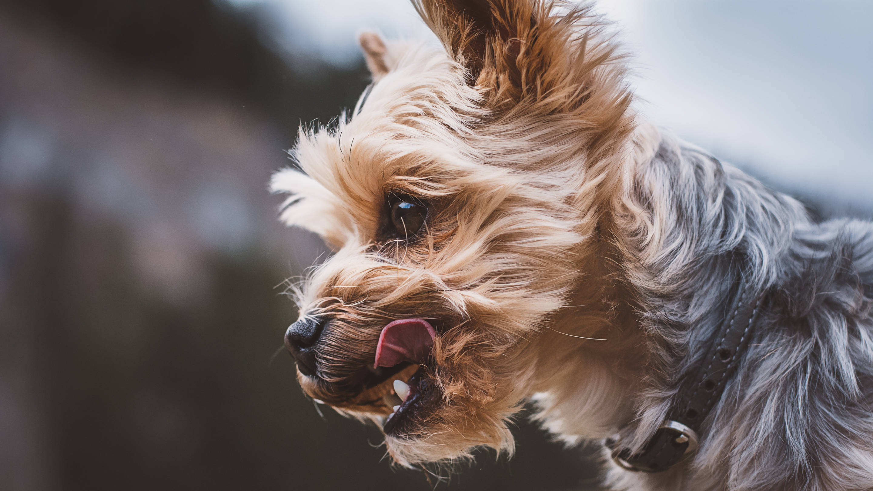 Yorkshire terrier, fluffy, happy expression, 2K Desktop Wallpaper
