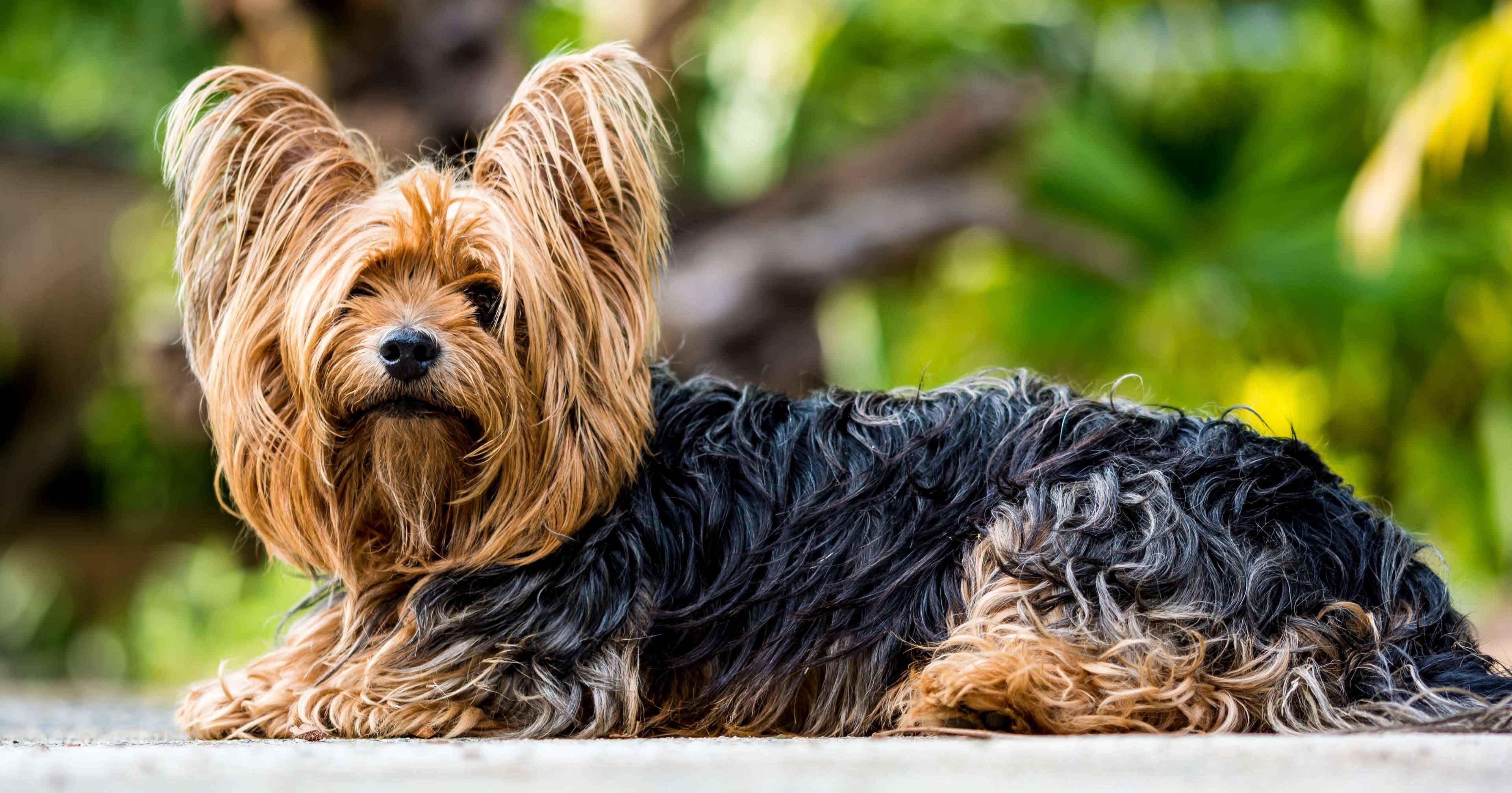Yorkshire Terrier, silky tan and black fur, stone path, 4K Desktop Wallpaper