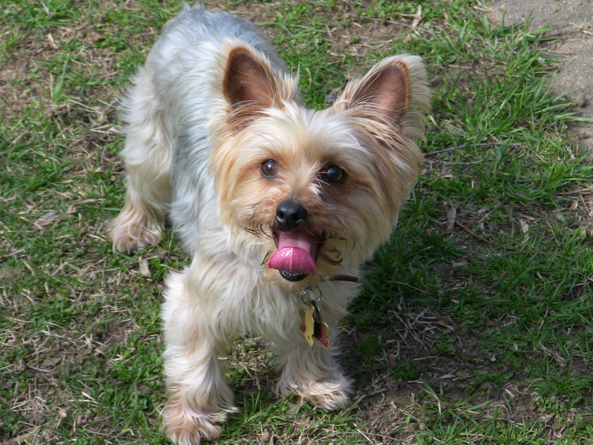 Yorkshire terrier, fluffy tan and grey fur, green grass, Full HD Desktop Wallpaper