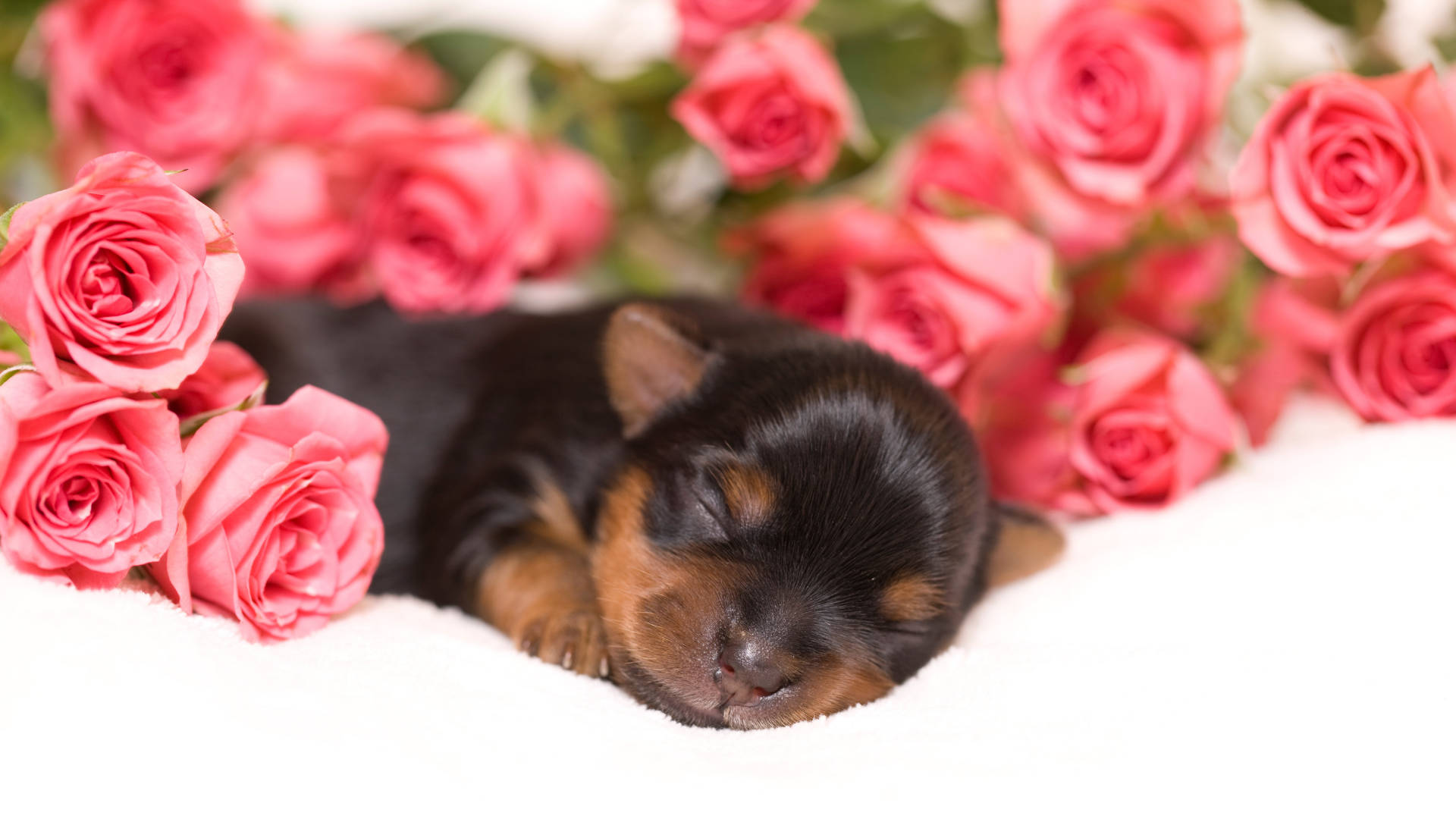 Yorkshire terrier, pink roses, white blanket, Full HD Desktop Wallpaper