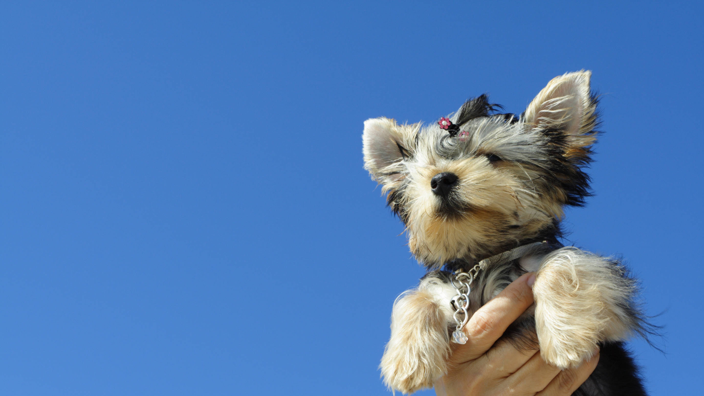Yorkshire Terrier, red bow, clear blue sky, 2K Desktop Wallpaper