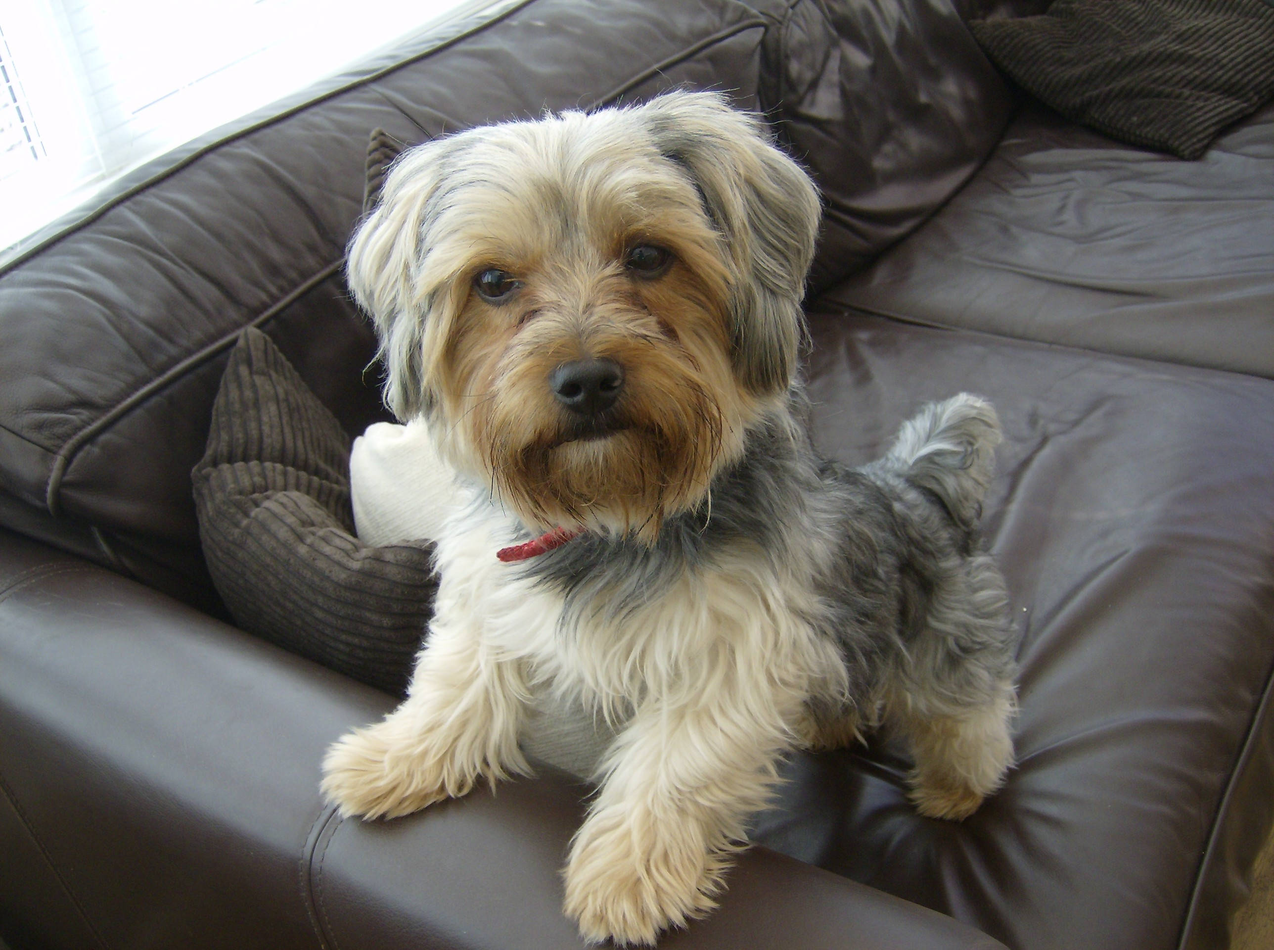 Yorkshire terrier, dark brown leather couch, window, 2K Desktop Wallpaper