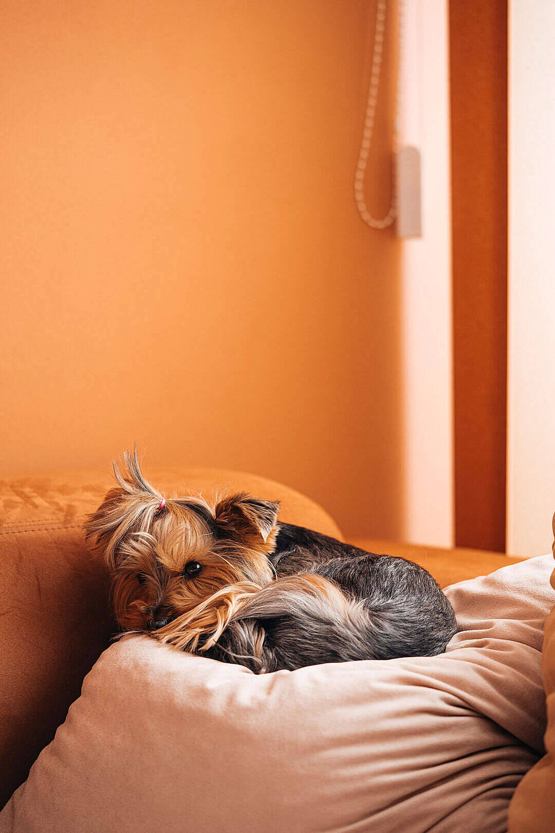 Yorkshire Terrier, beige couch, warm orange wall, HD Phone Wallpaper