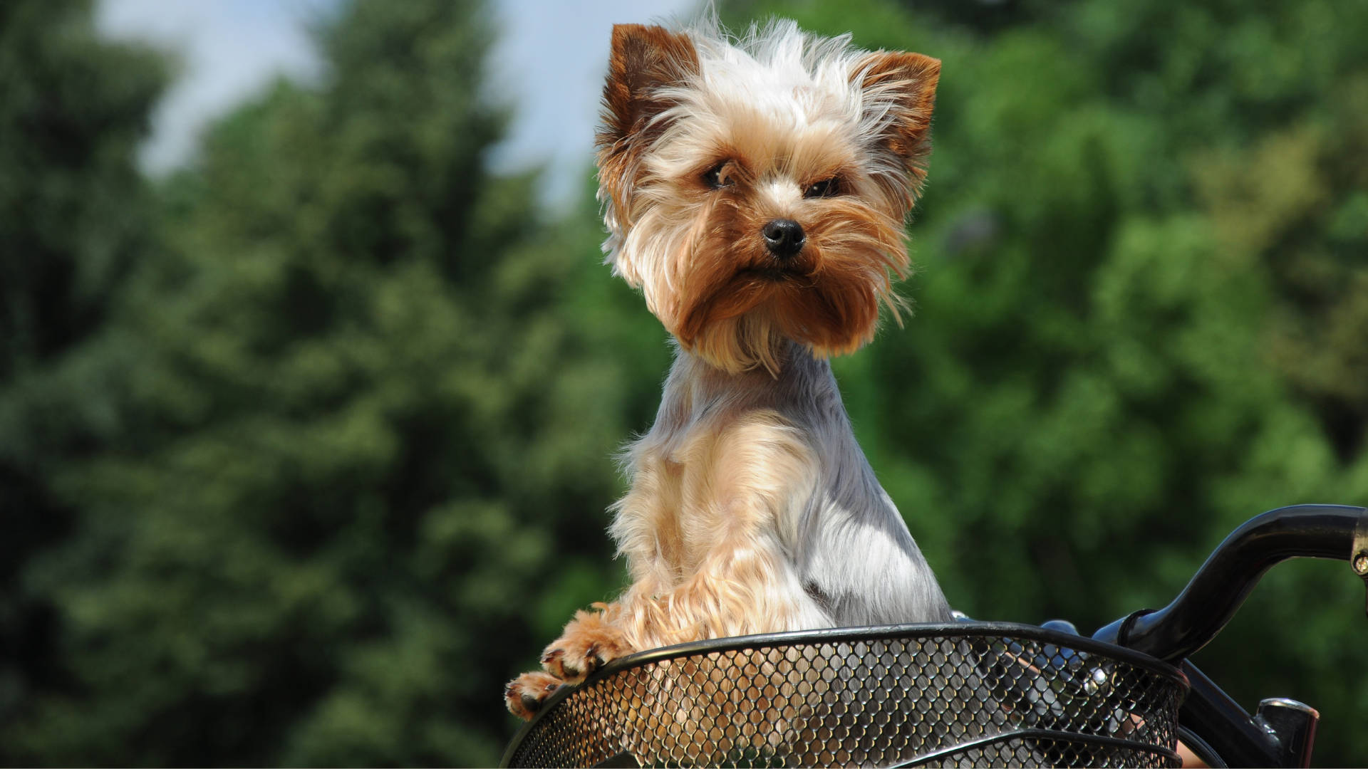Yorkshire terrier, bicycle basket, lush green forest, Full HD Desktop Wallpaper