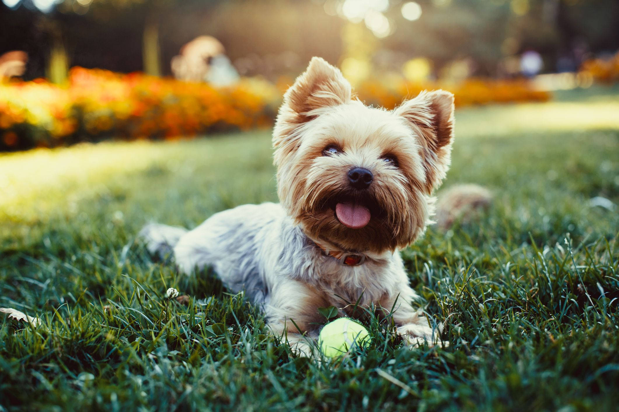Yorkshire terrier, tennis ball, sunlit grass, Full HD Desktop Wallpaper