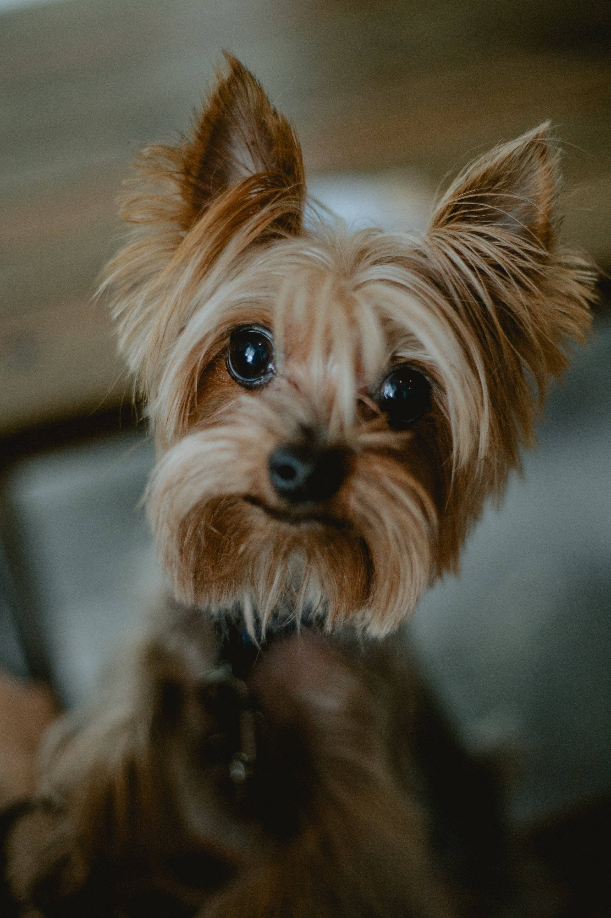 Yorkshire terrier, film photography, big dark eyes, 2K Phone Wallpaper
