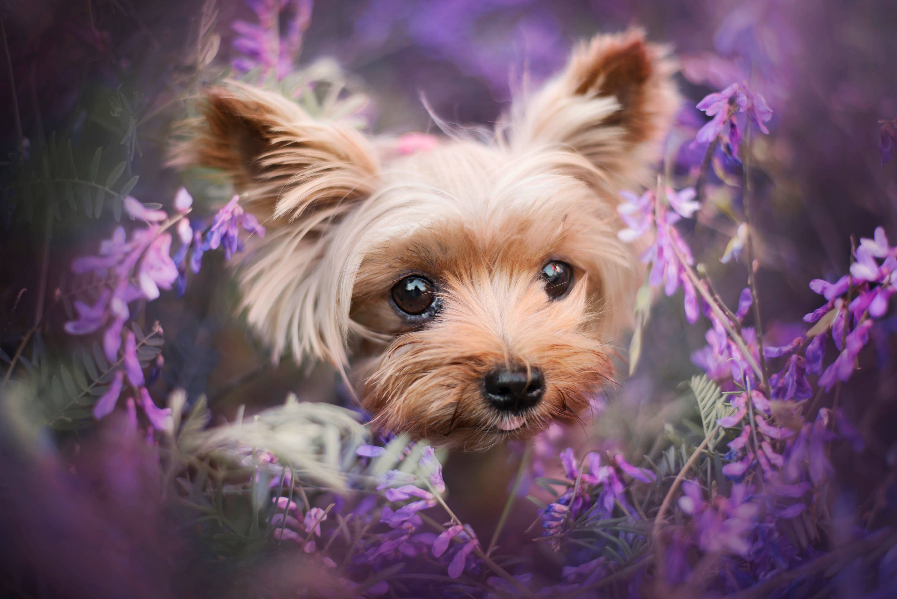 Yorkshire terrier, flower wreath, vibrant purple flowers, 2K Desktop Wallpaper