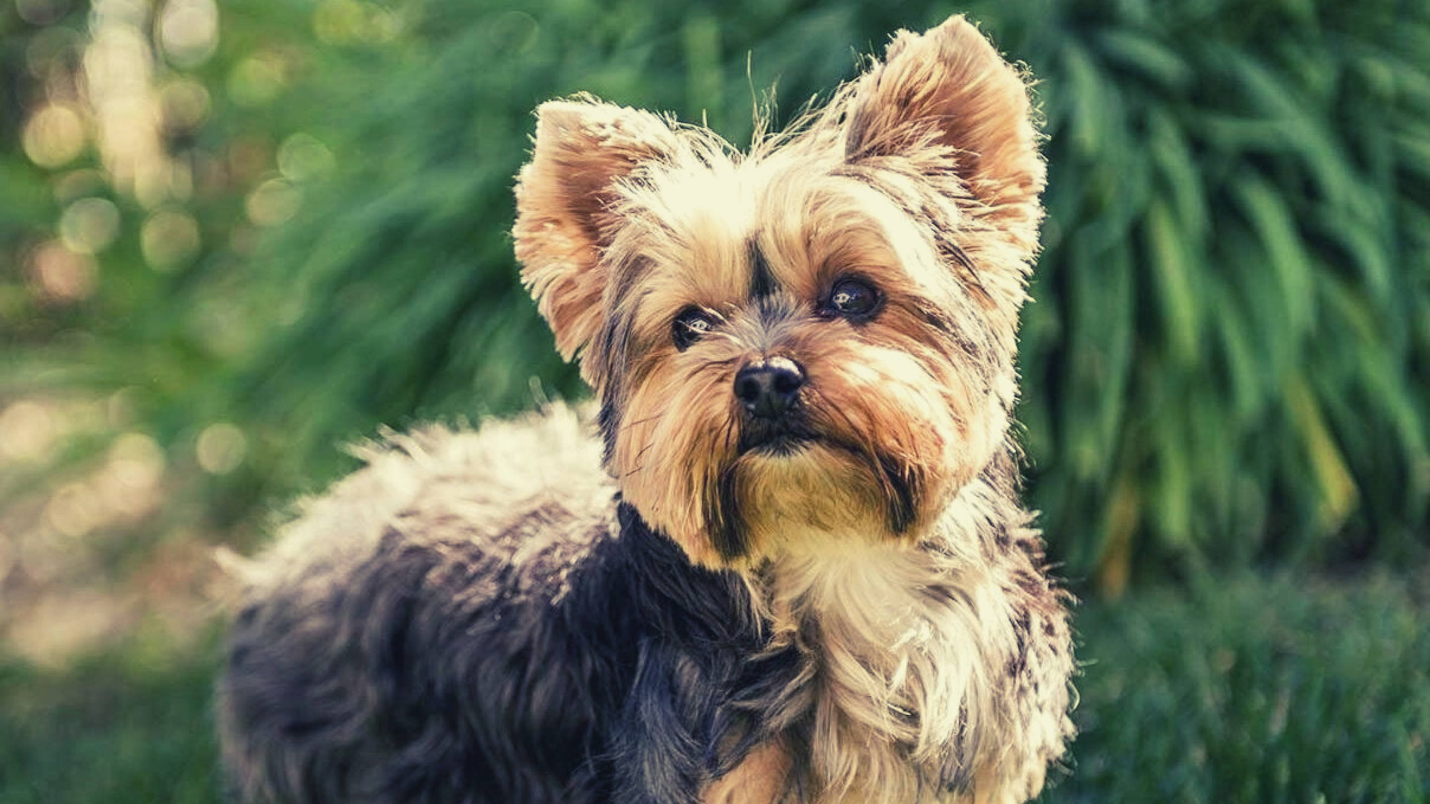 Yorkshire terrier, sunlit grassy area, fluffy, 2K Desktop Wallpaper