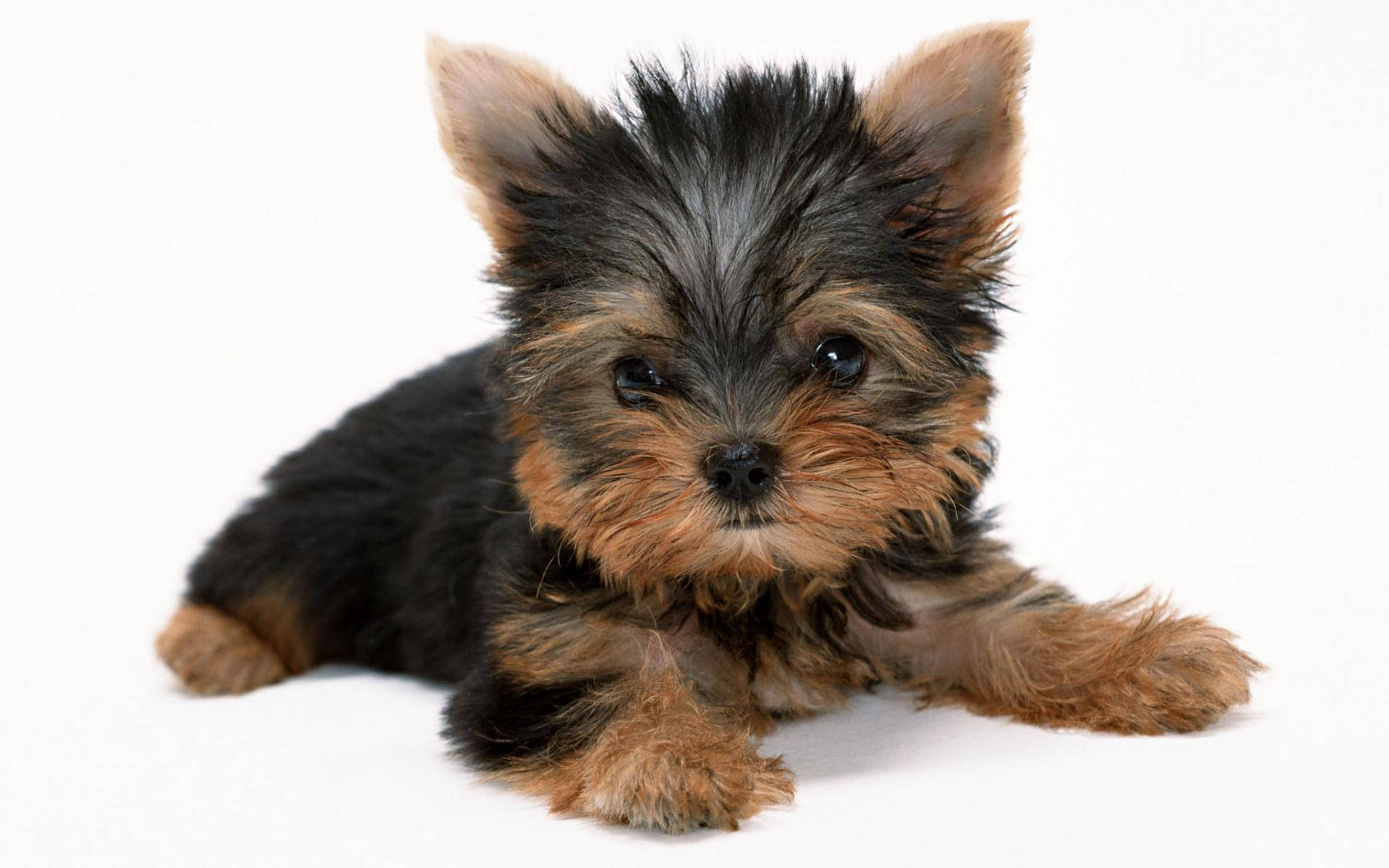 Yorkshire terrier, black and tan fur, white background, Full HD Desktop Wallpaper