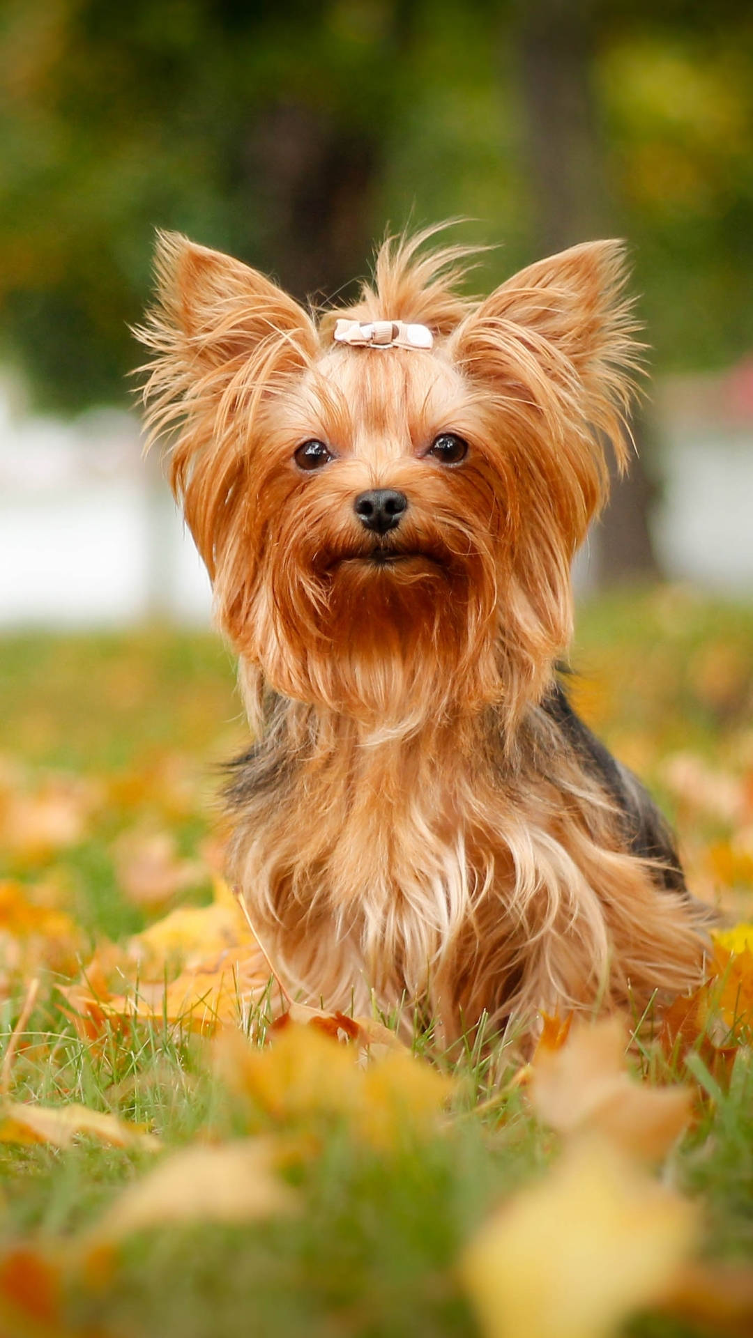 Yorkshire terrier, autumn, grassy field, Full HD Phone Wallpaper