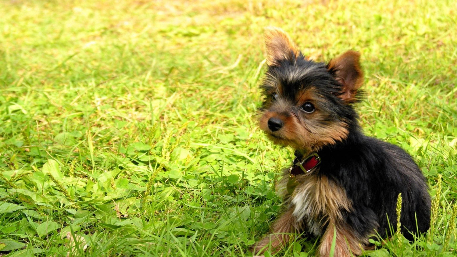 Yorkshire terrier puppy, black and tan fur, vibrant green grass, Full HD Desktop Wallpaper