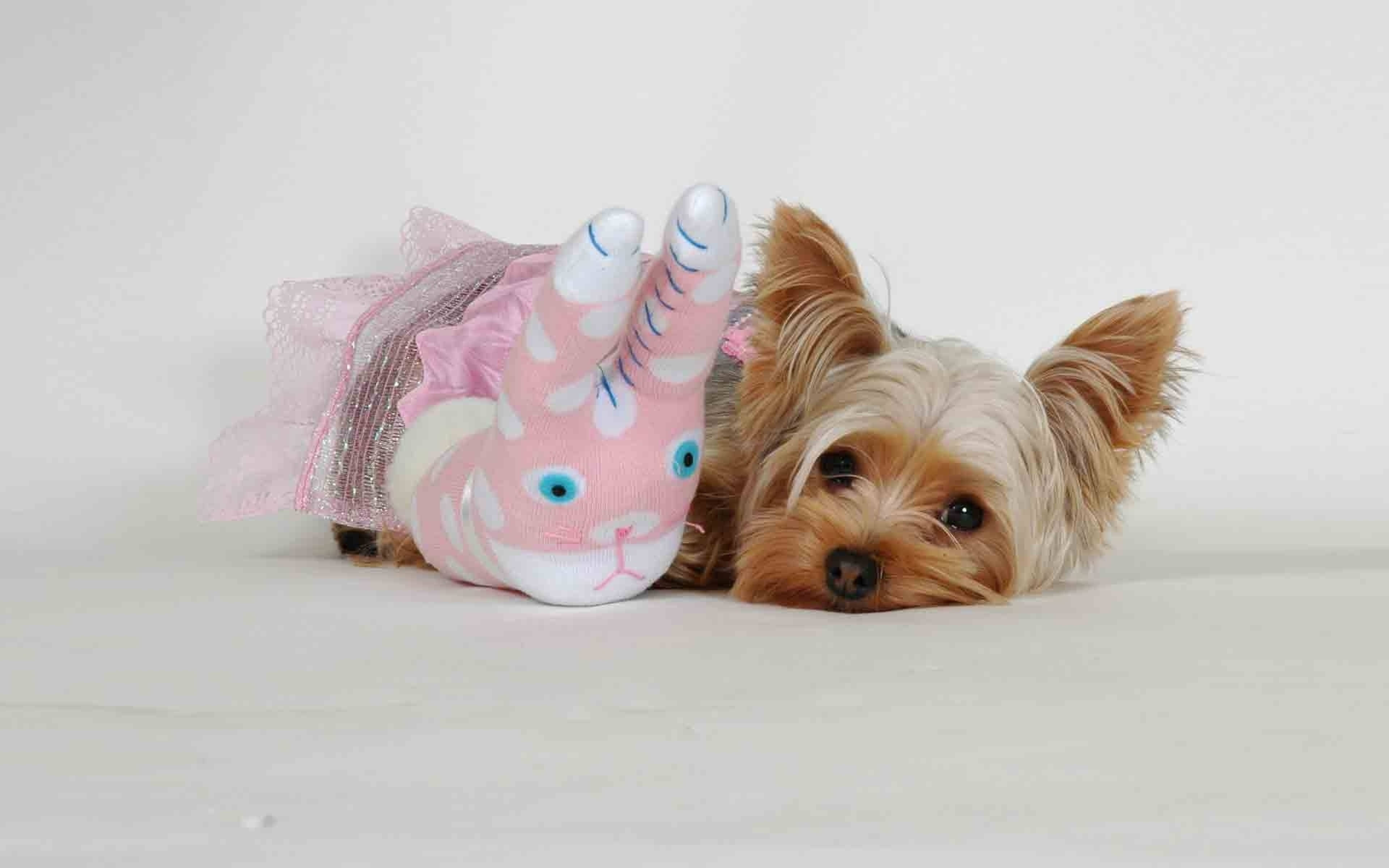 Yorkshire terrier, pink costume, pink unicorn sock toy, 4K Desktop Wallpaper
