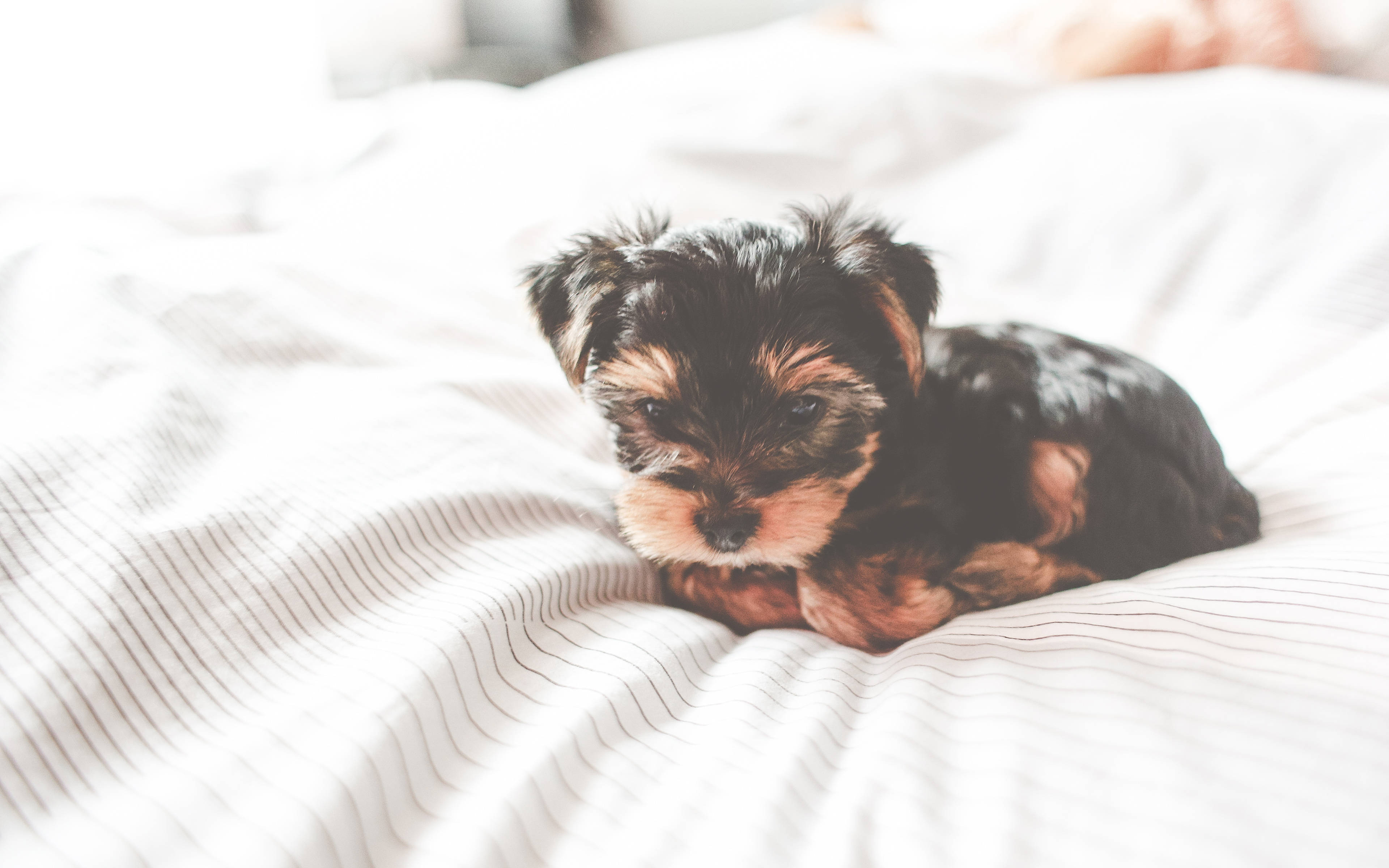 Yorkshire terrier puppy, black and tan fur, softly striped white bedspread, 4K Desktop Wallpaper