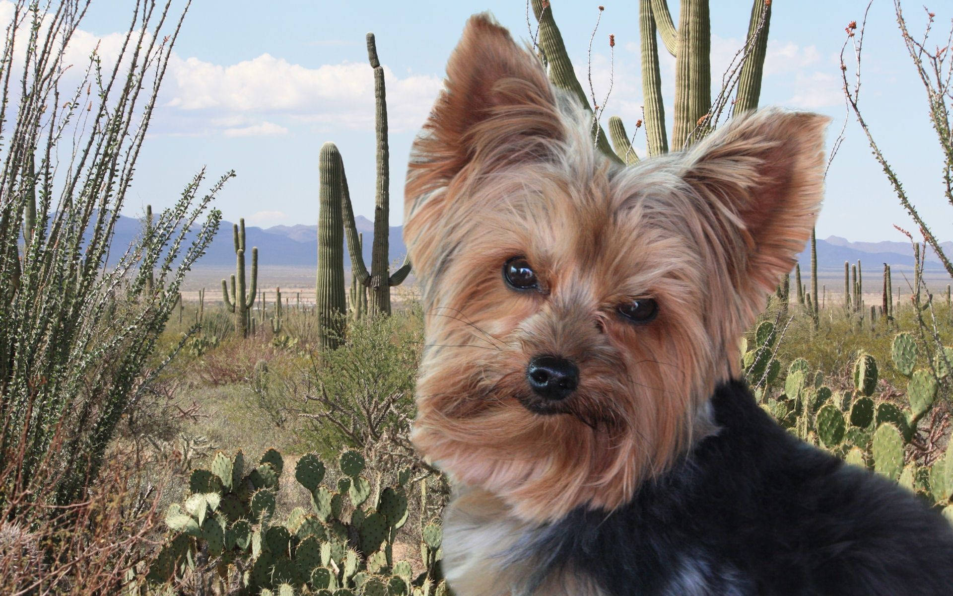 Yorkshire terrier, desert, cacti, Full HD Desktop Wallpaper